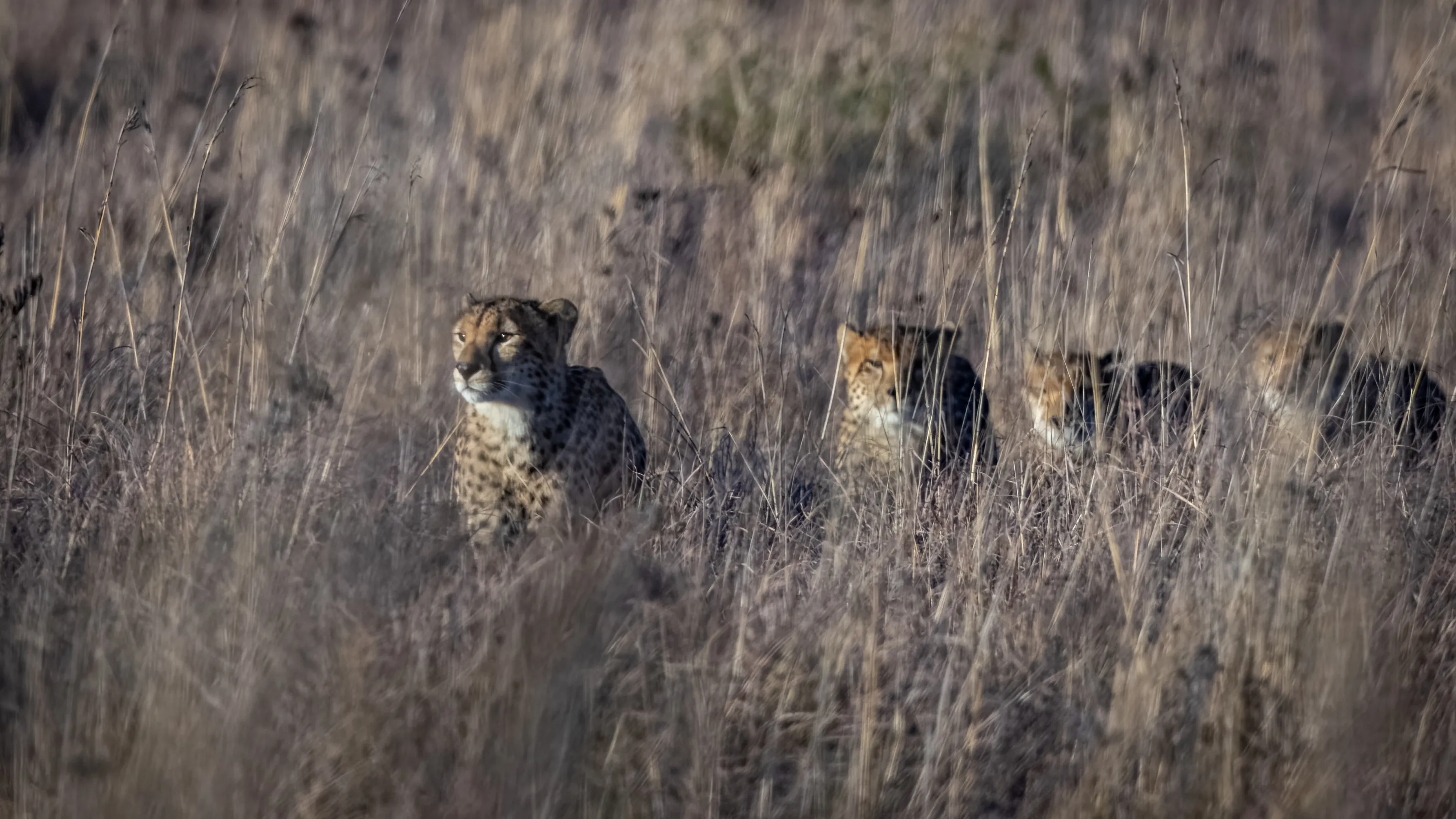 Too many cheetah in the bush