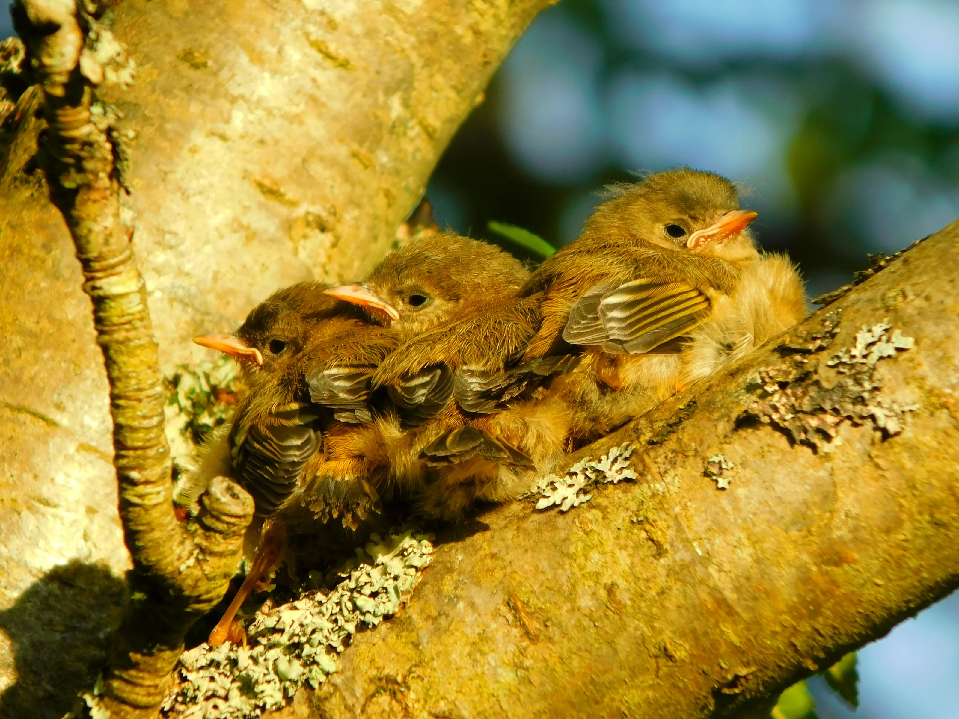 Three Baby Robins