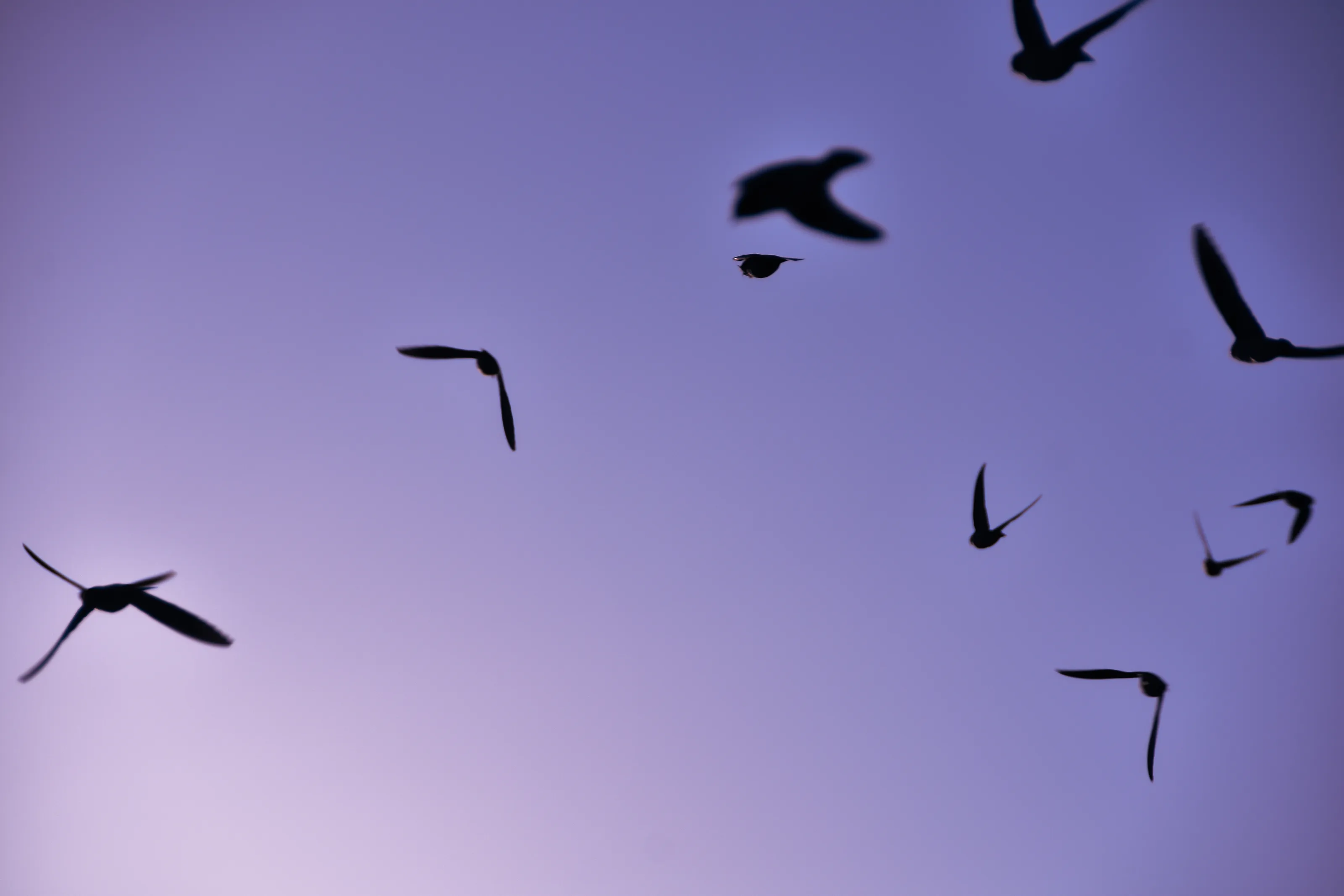 Lilac Birds
