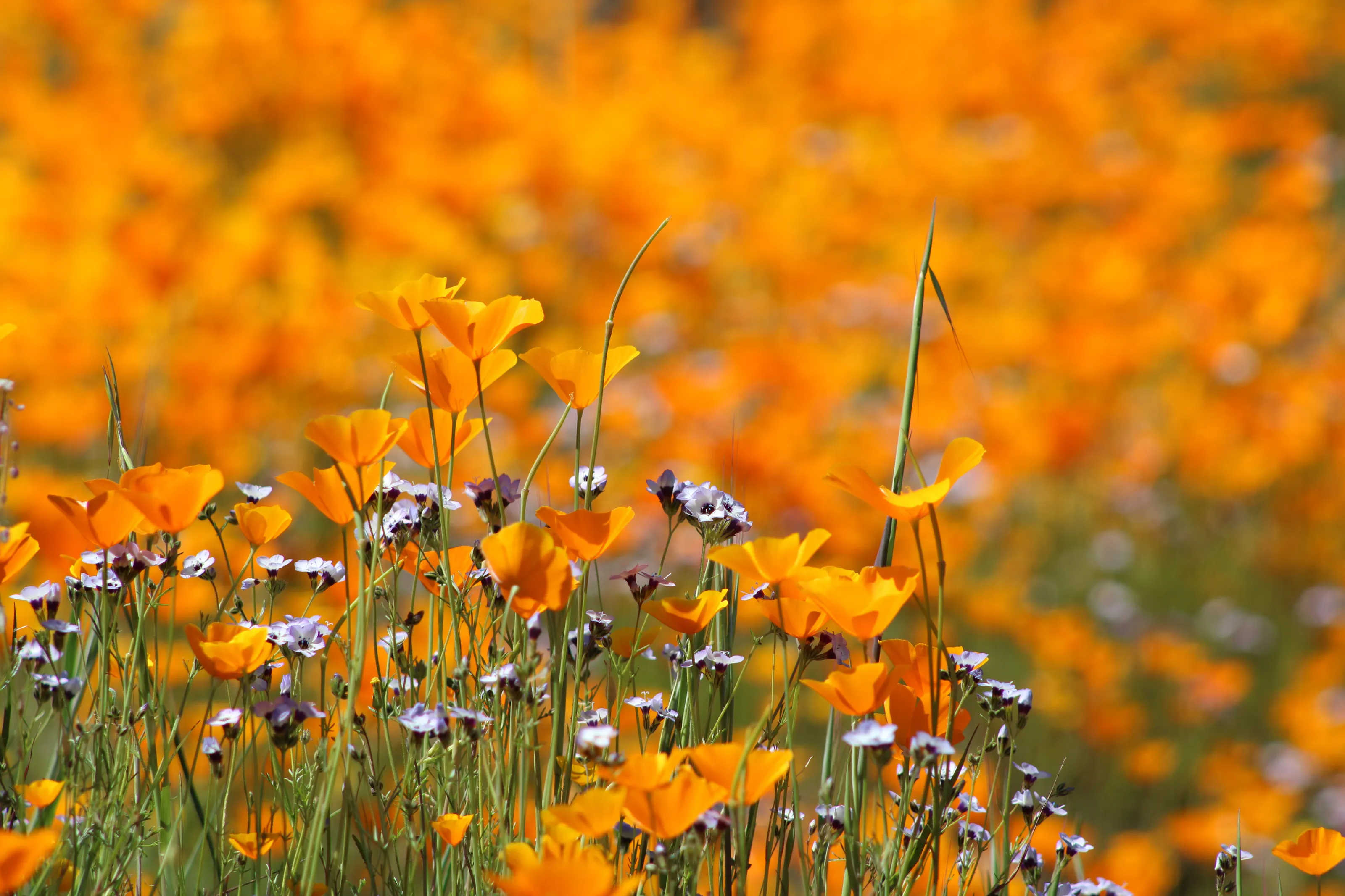 California Poppies