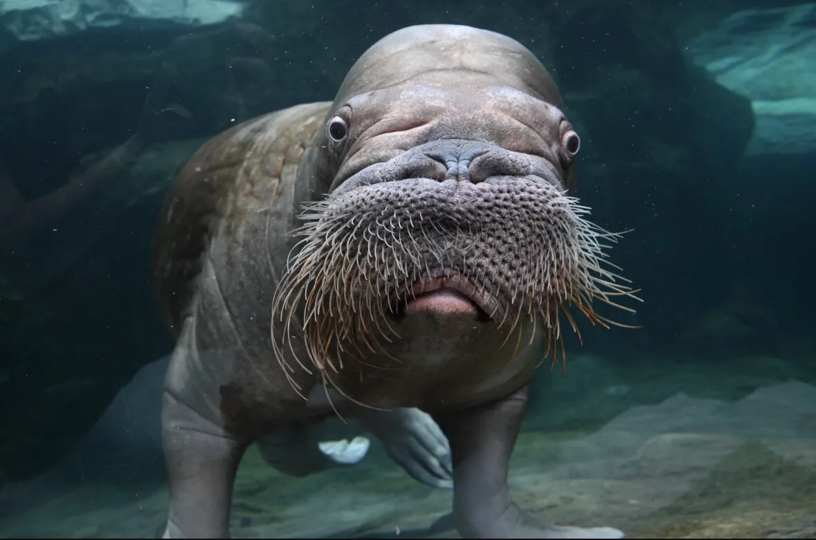 Playful Walrus