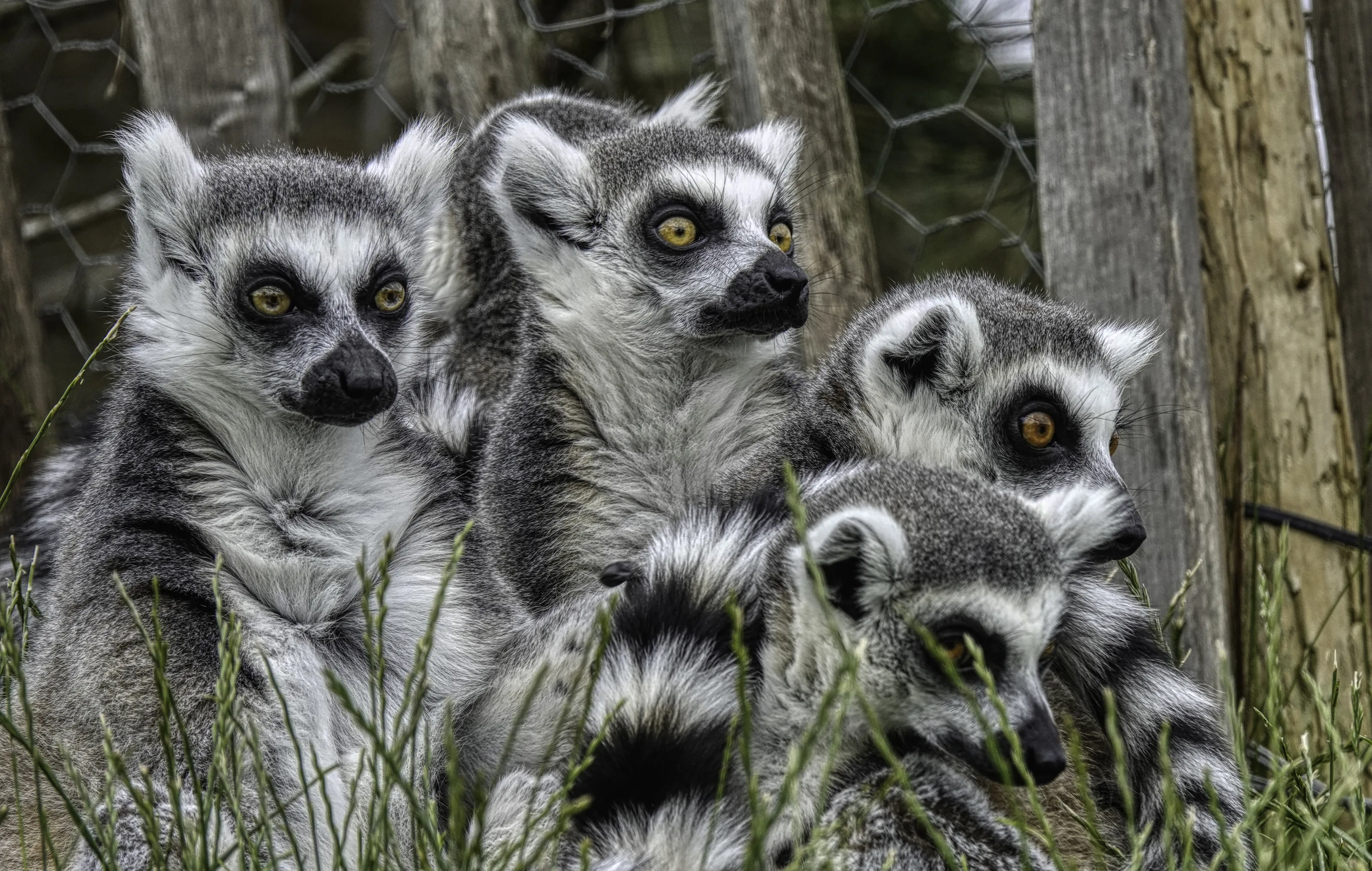 Ring-tailed Lemurs