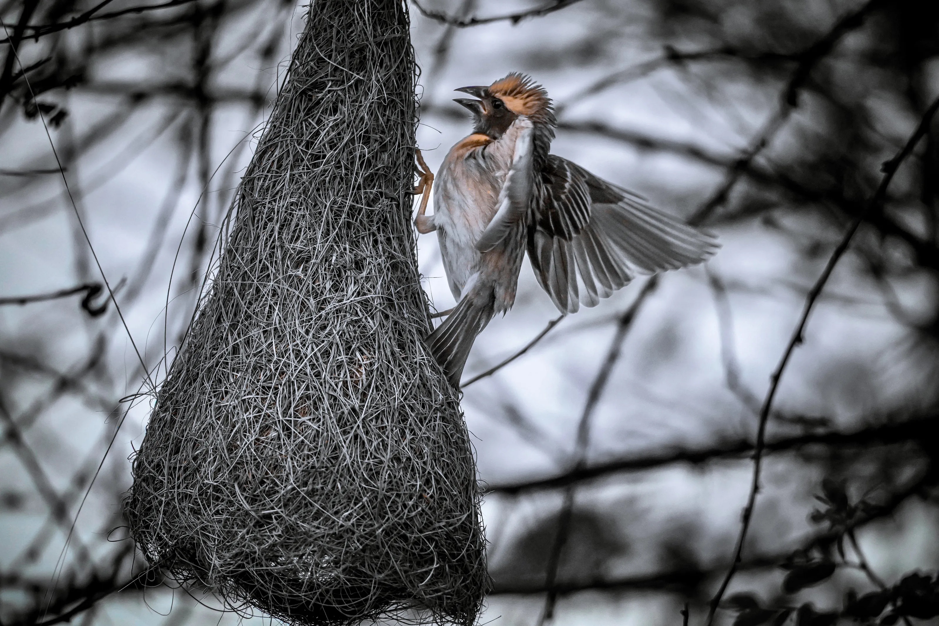 Weaver busy on her work