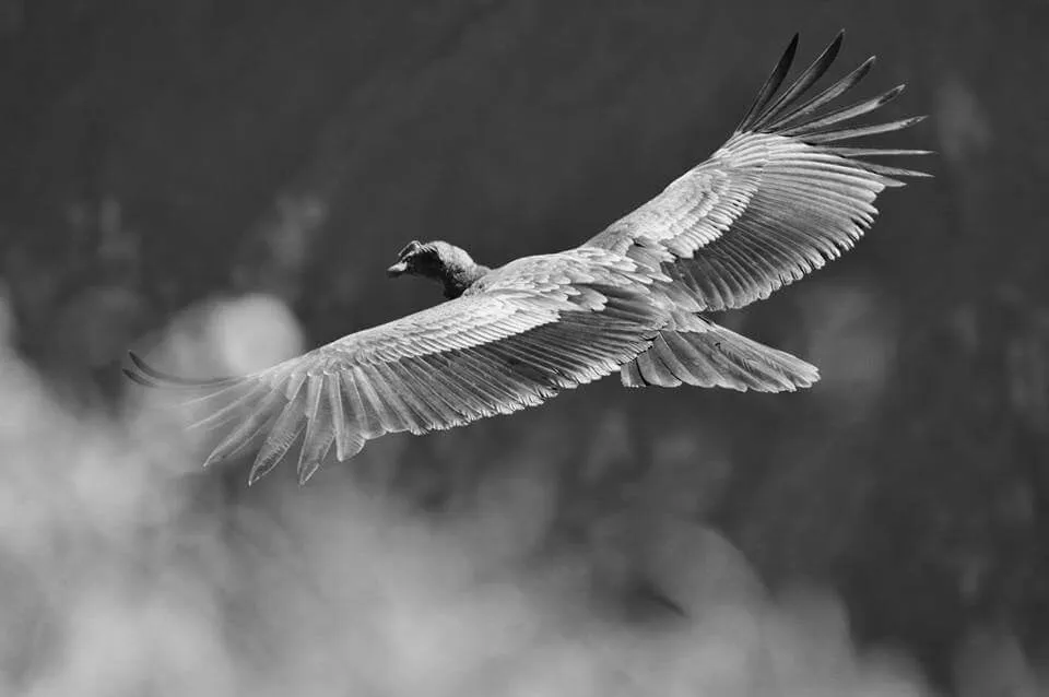 CONDOR