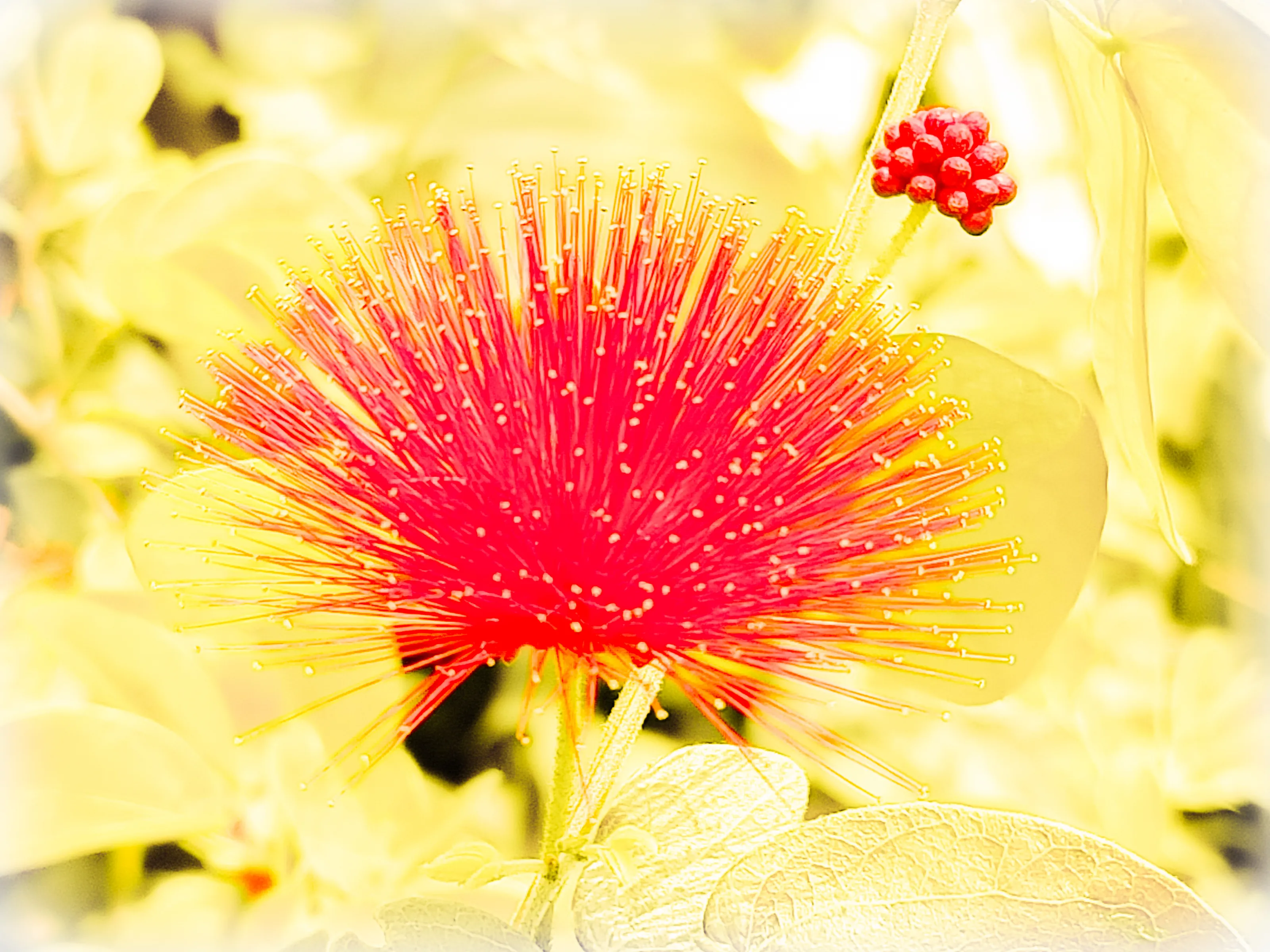 Calliandra tergemina