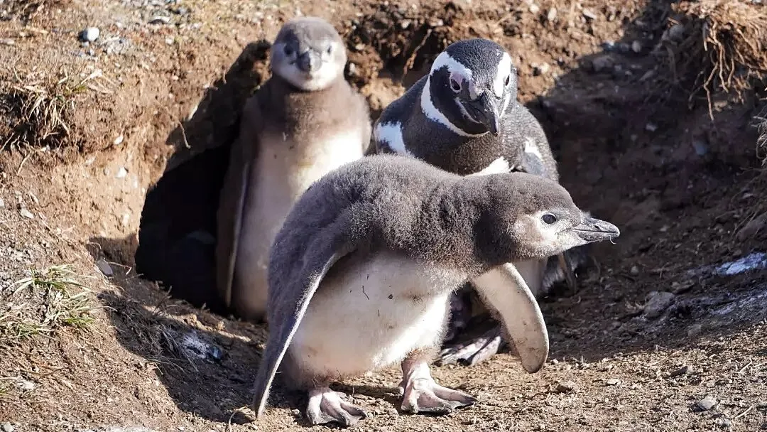 A family of penguins