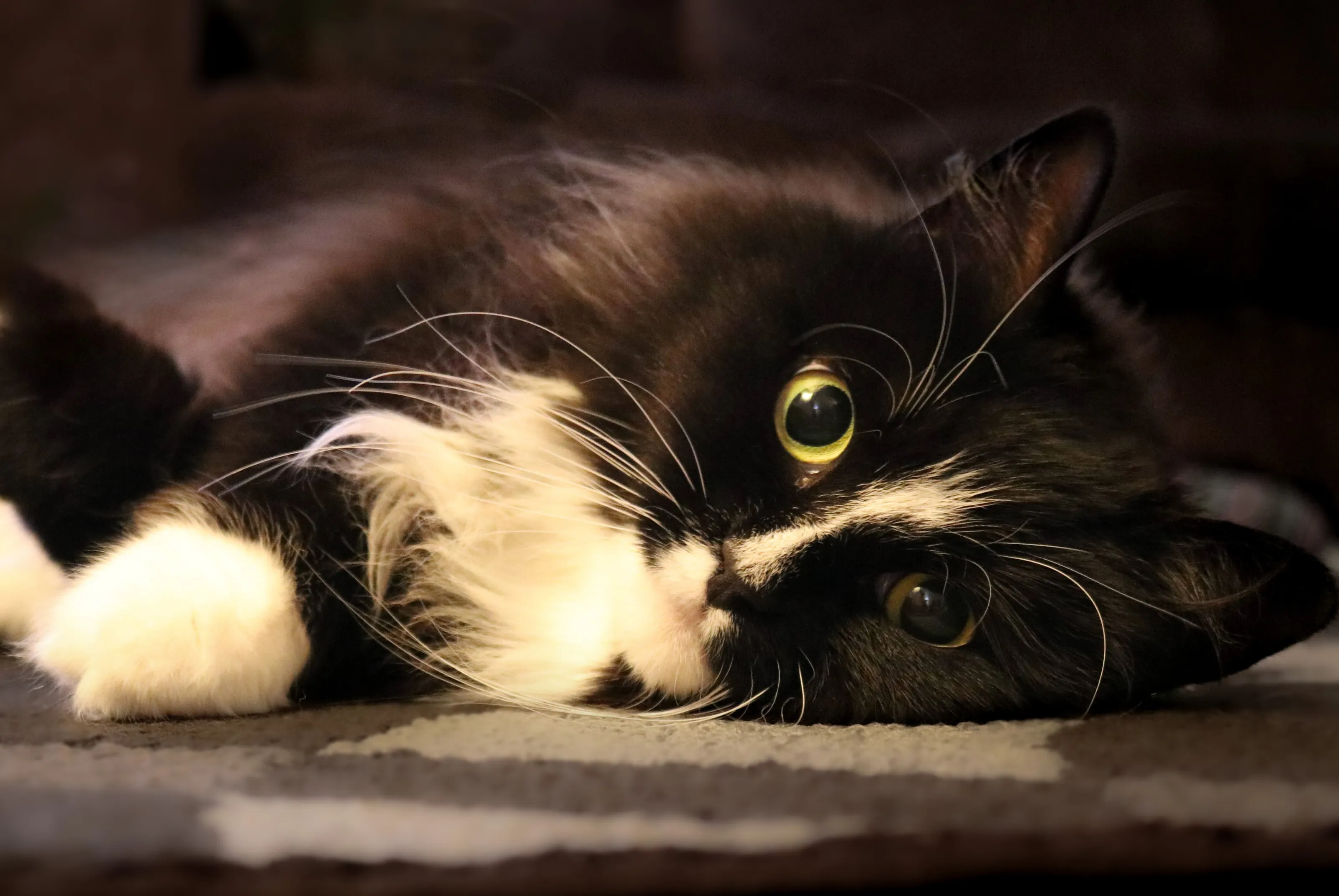Cookie Cat