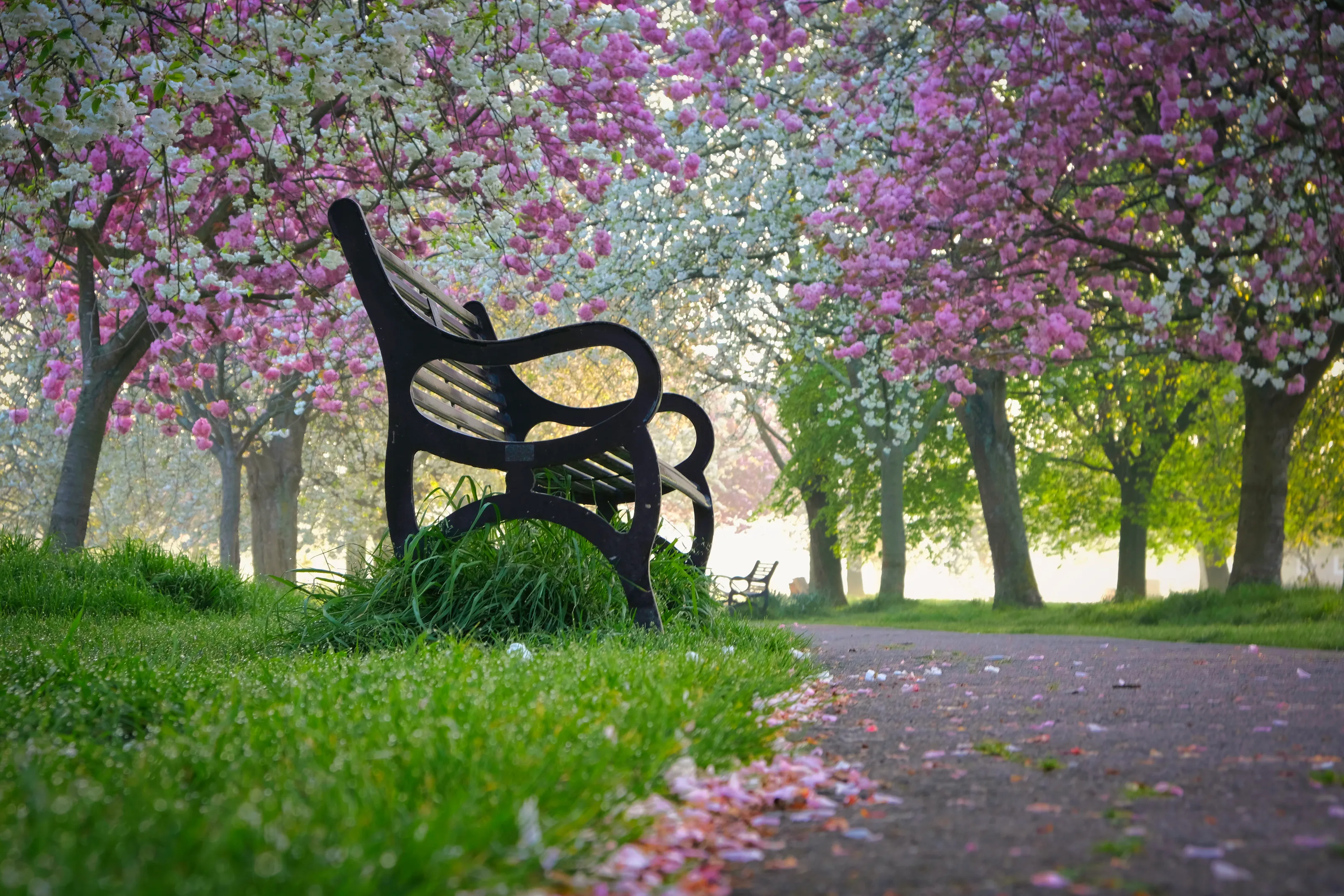 Blossom time.