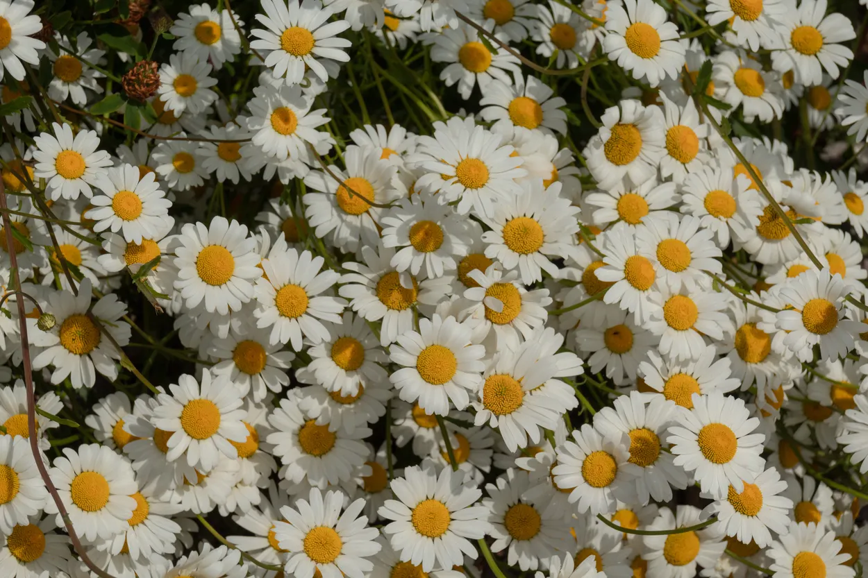 Entry 17339466