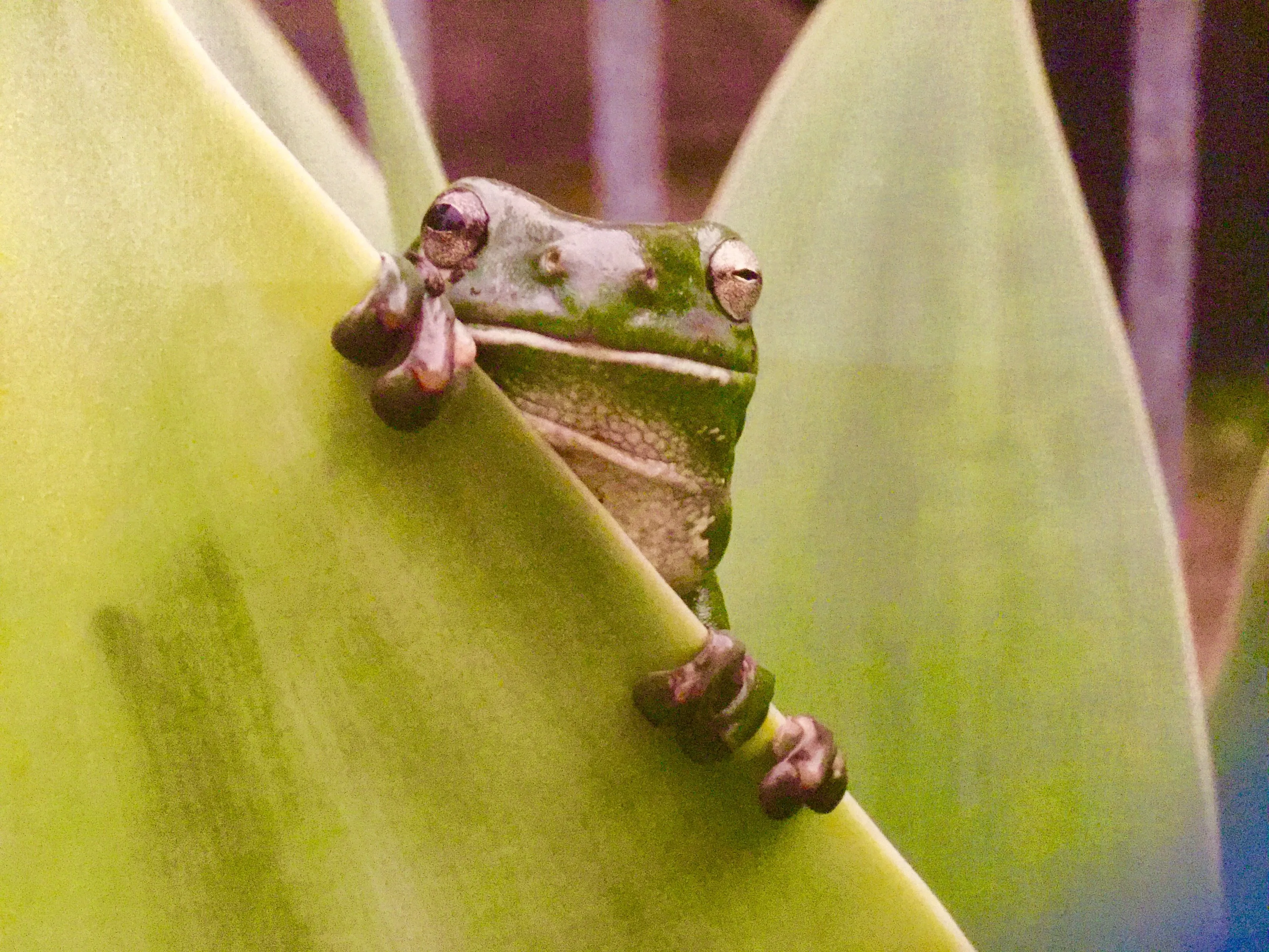 Green tree frog 🐸