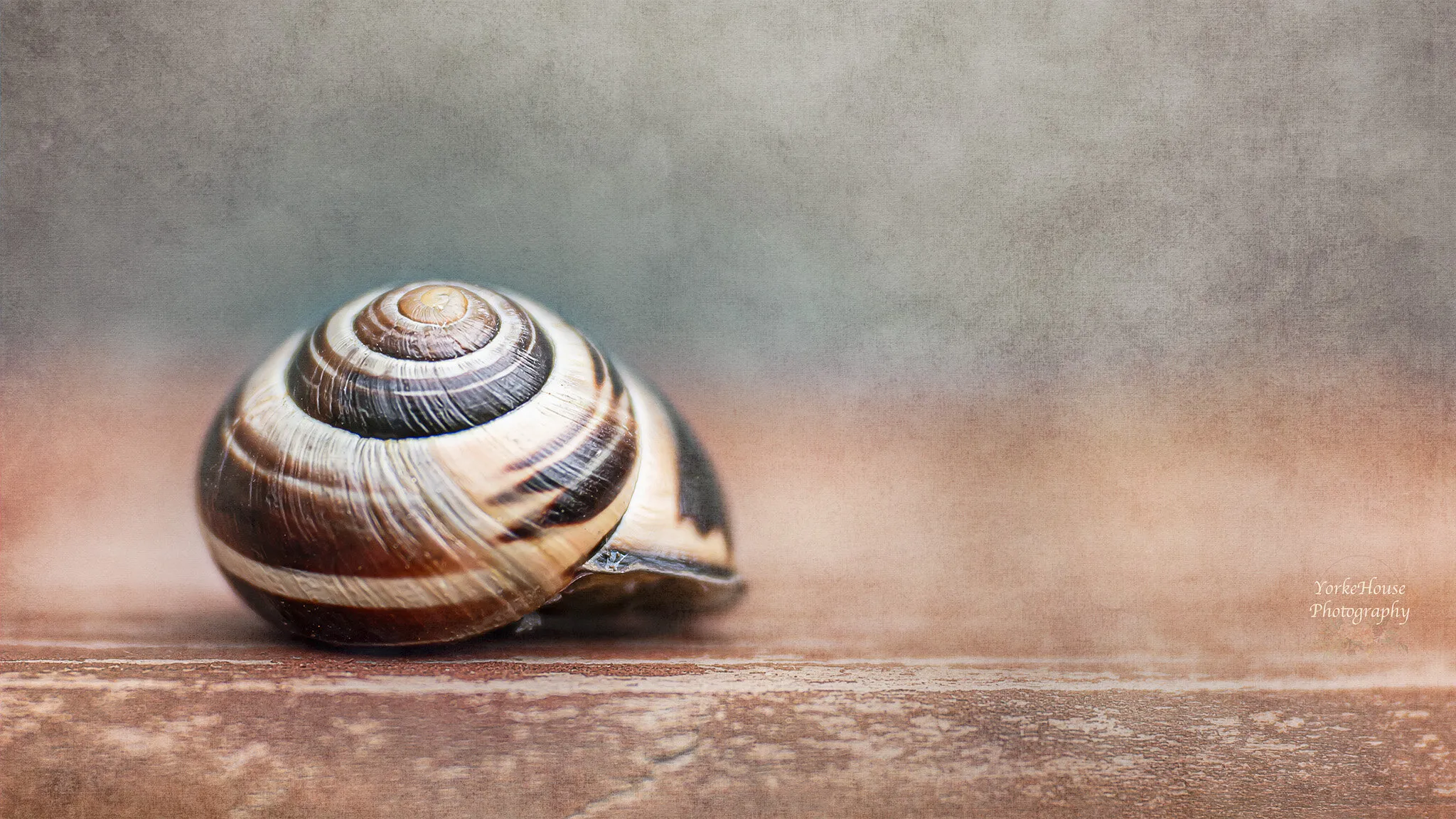 Snail