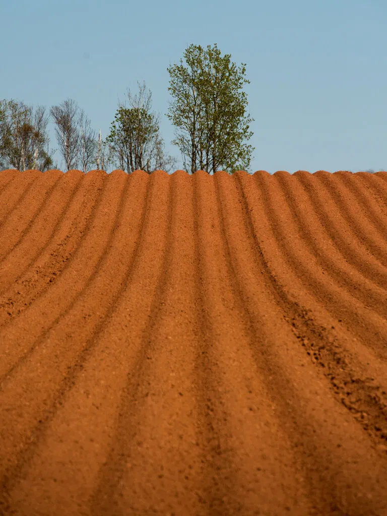 PEI Farmer's Field
