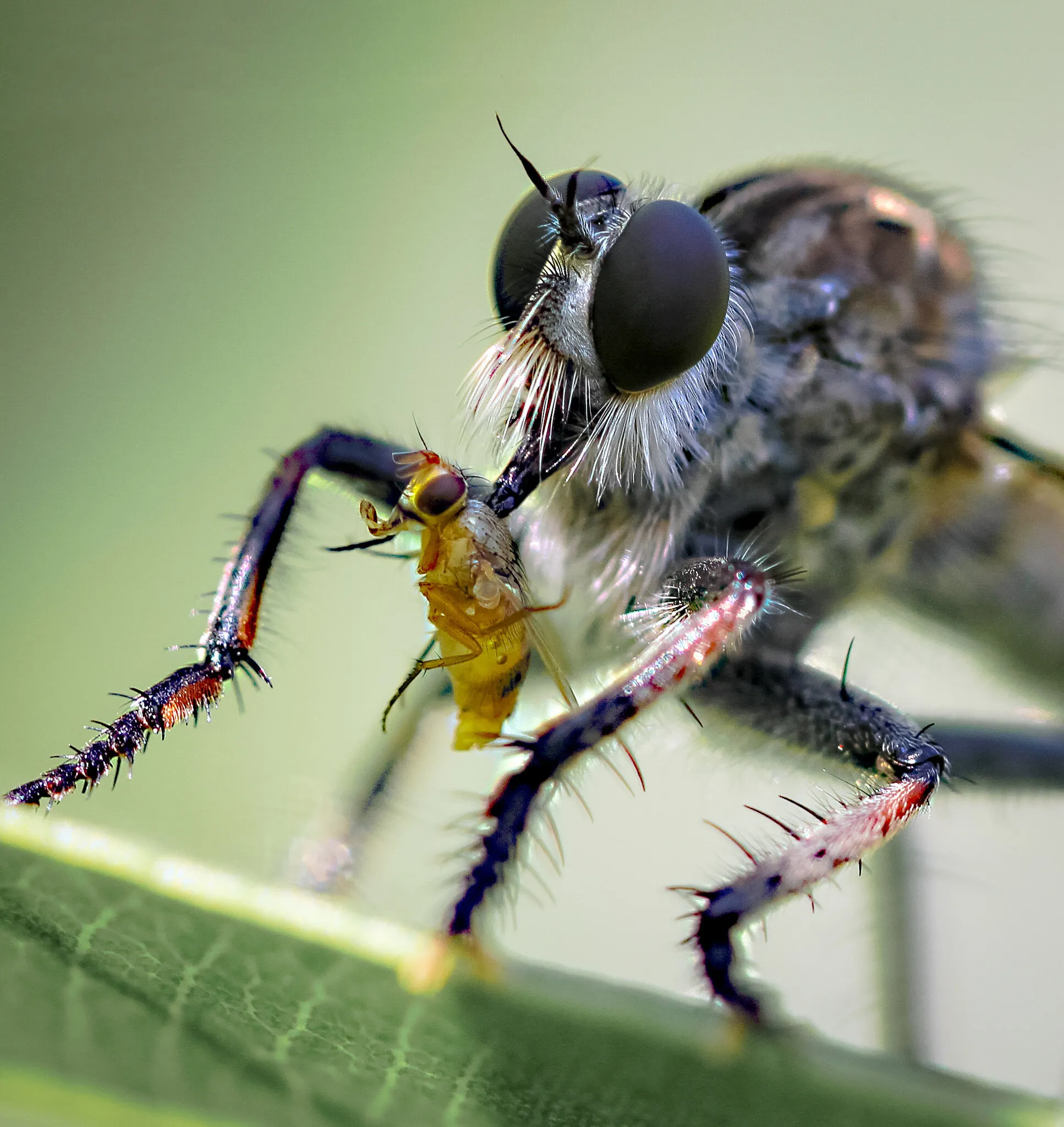 Robber fly’s lunch