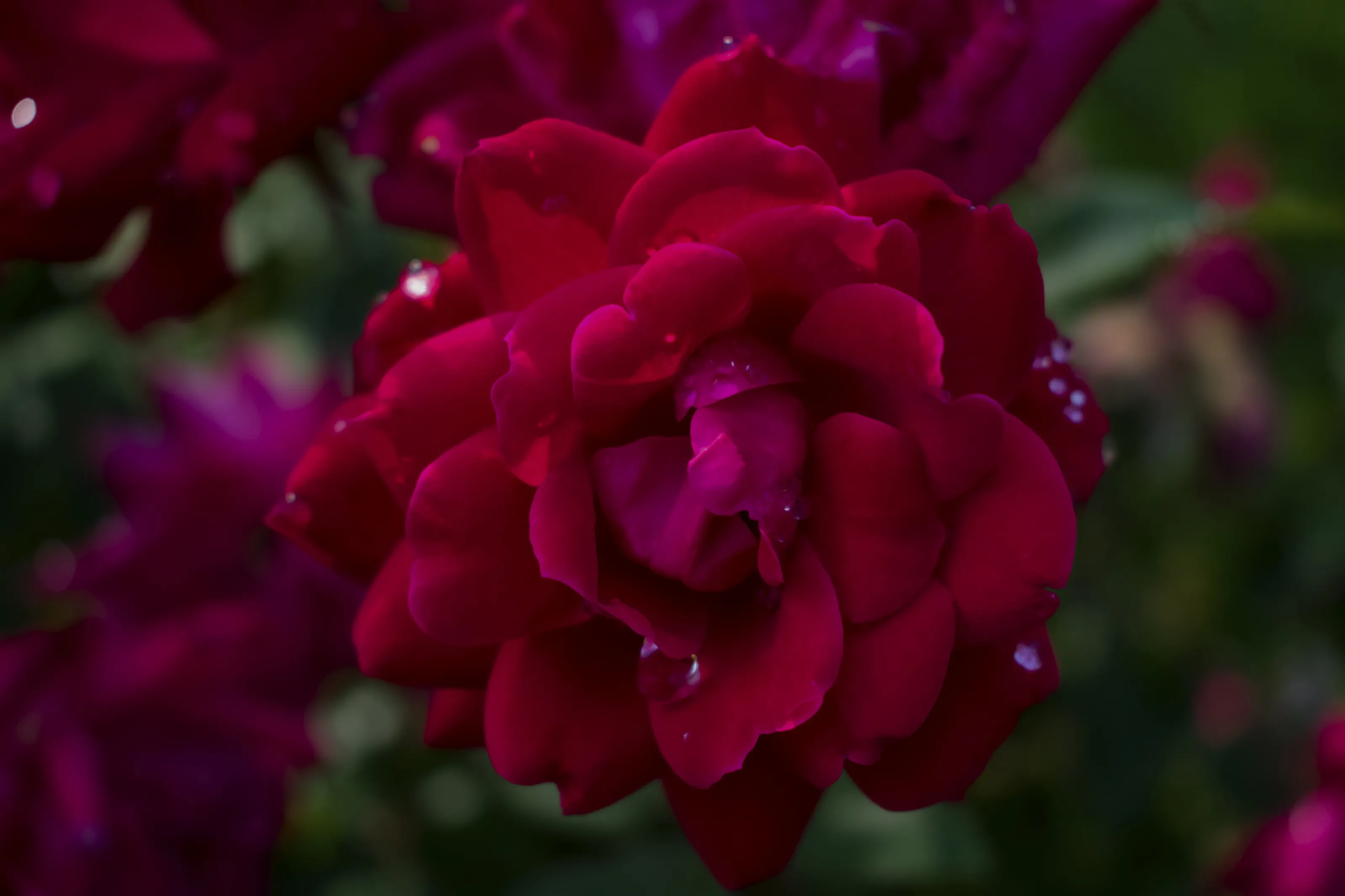 Red Rose