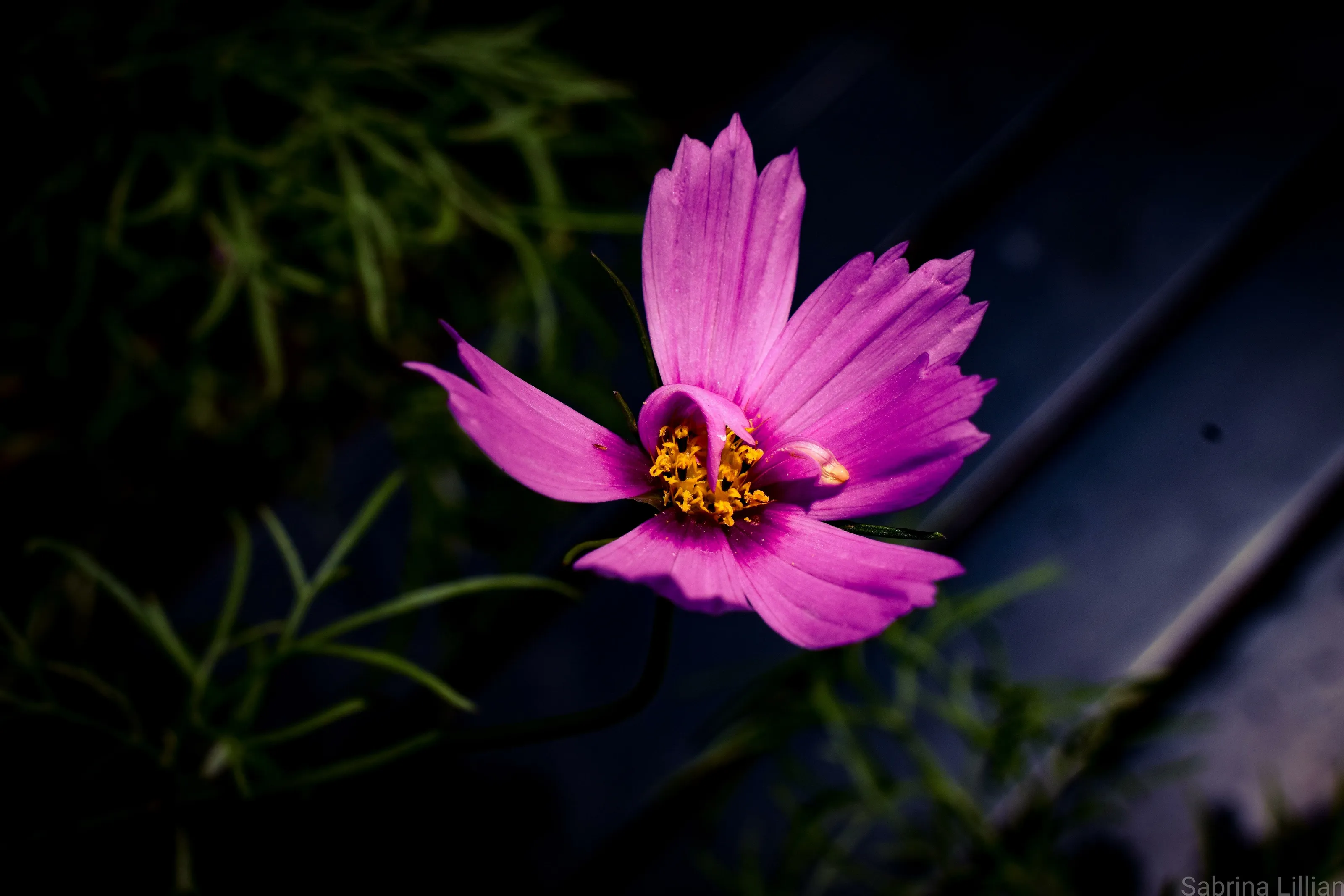 "Pretty In Pink"
