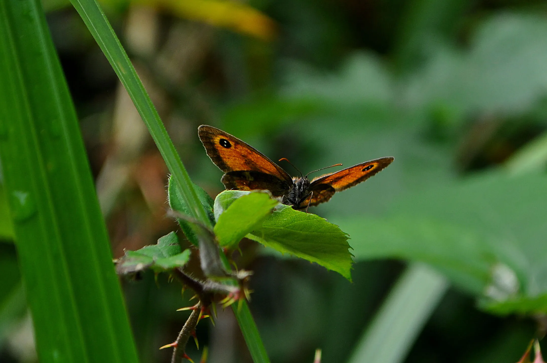 Close up of butterfly