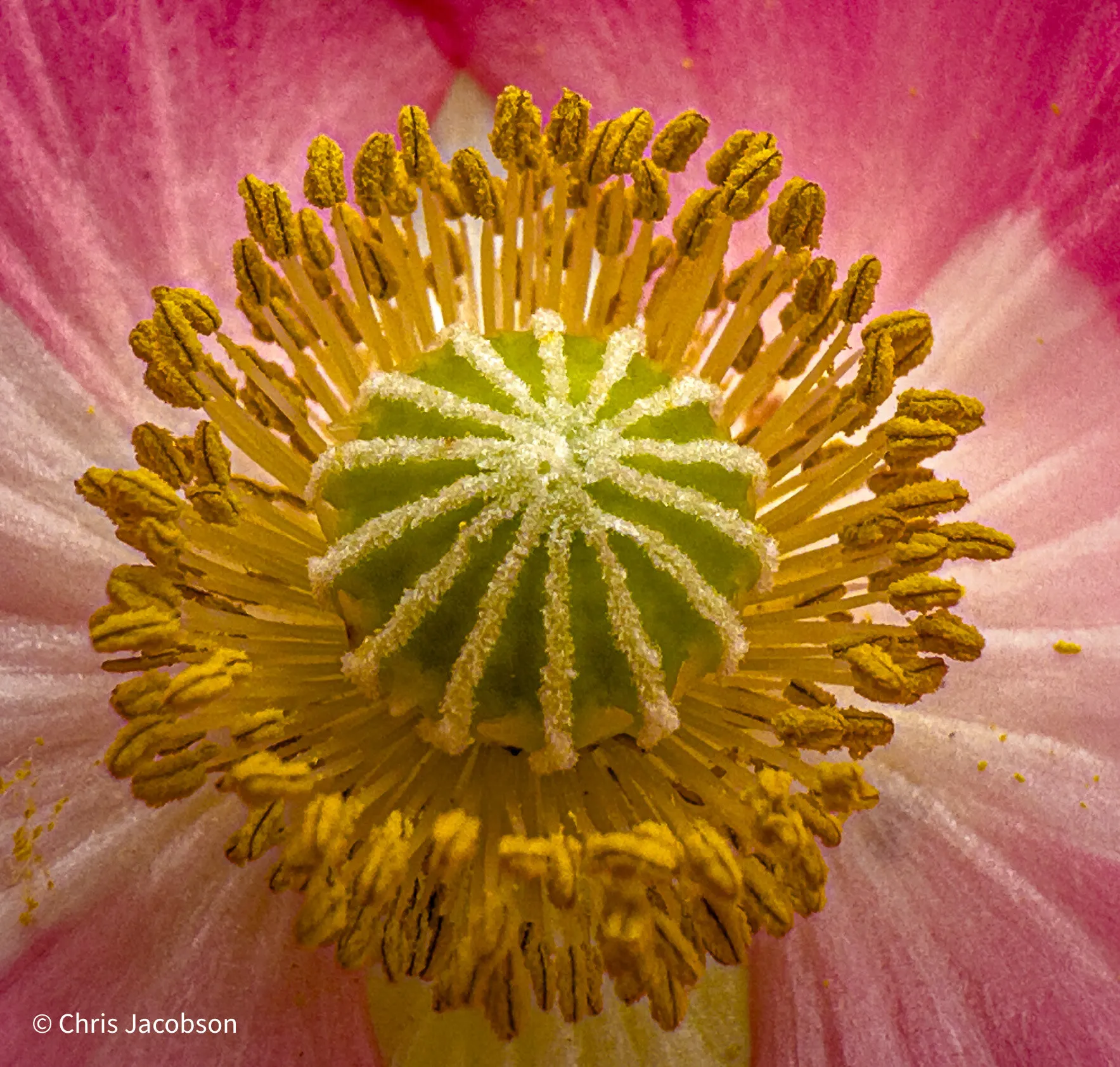 Beauty Found In Simplicity