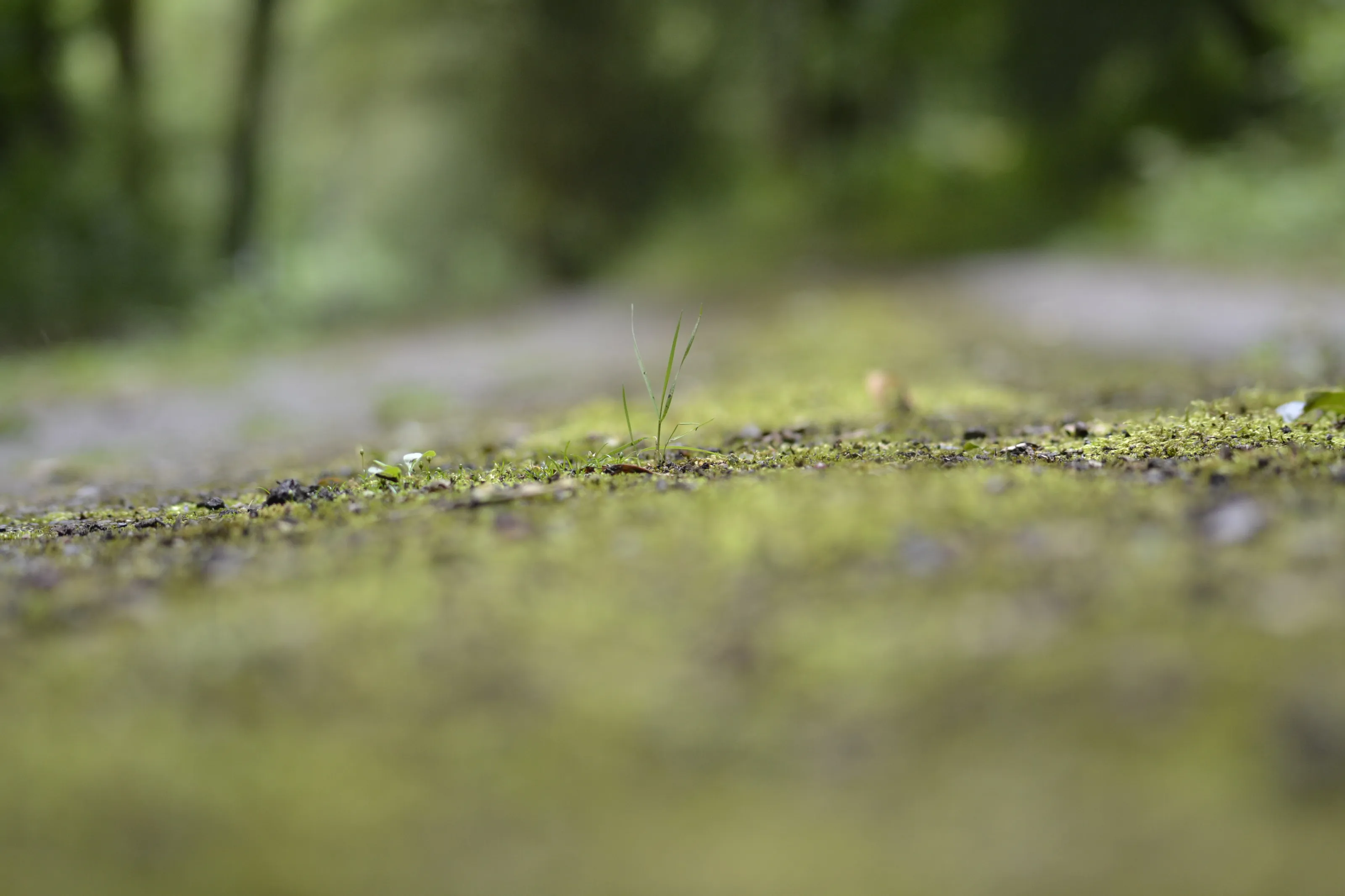 Strain of grass