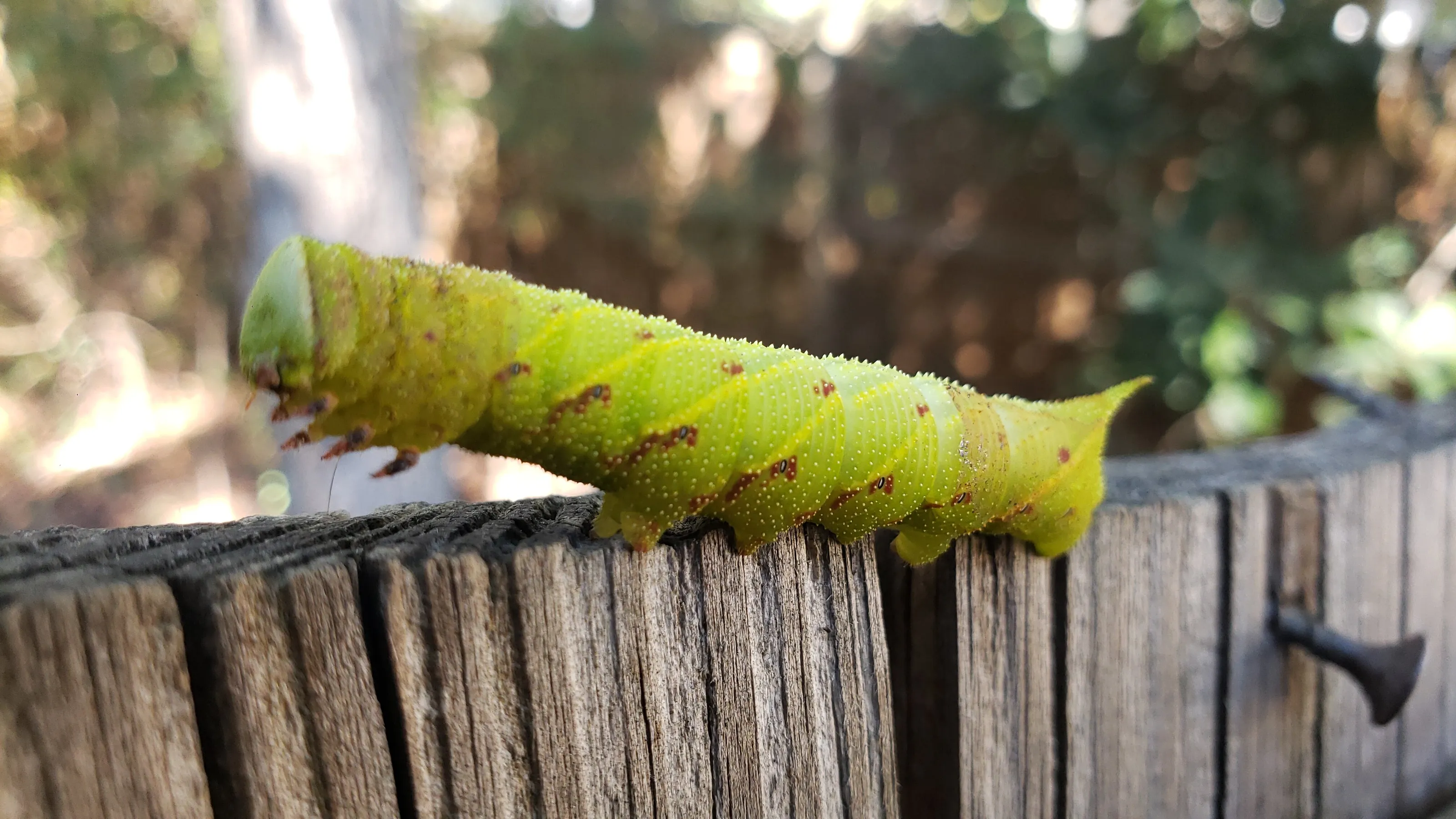 My little green friend