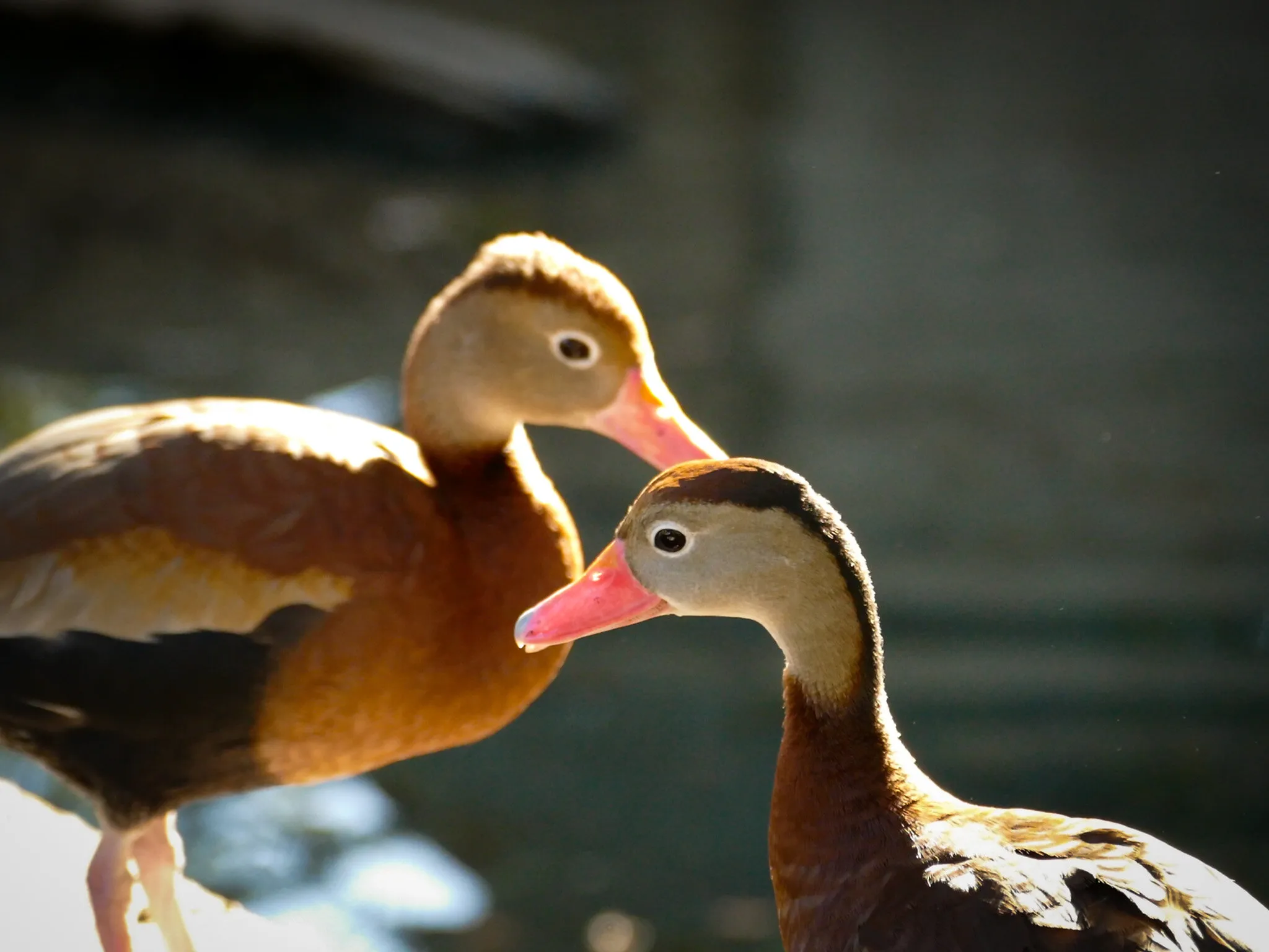Two Young Ducks