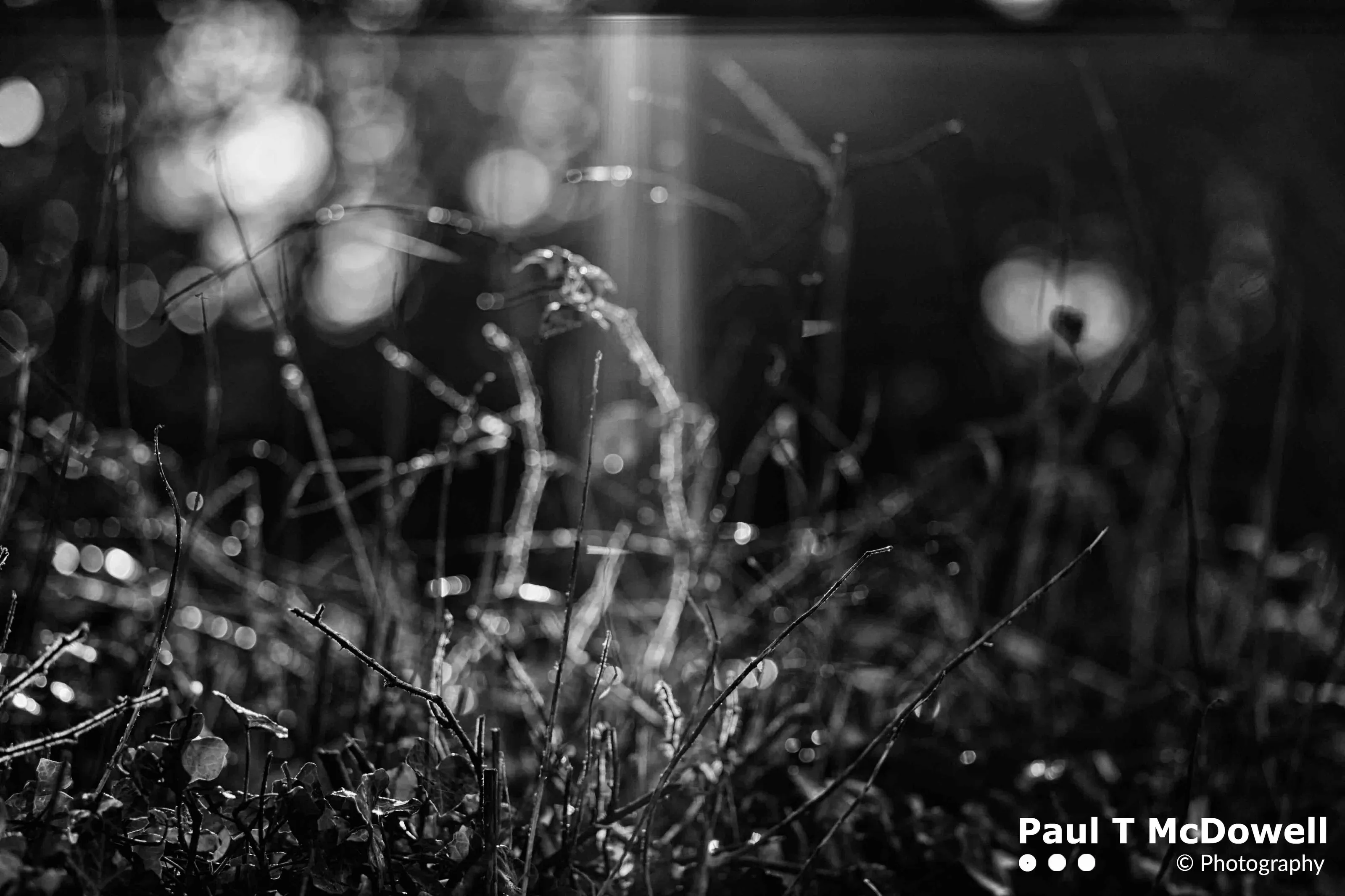 Shaft of Light