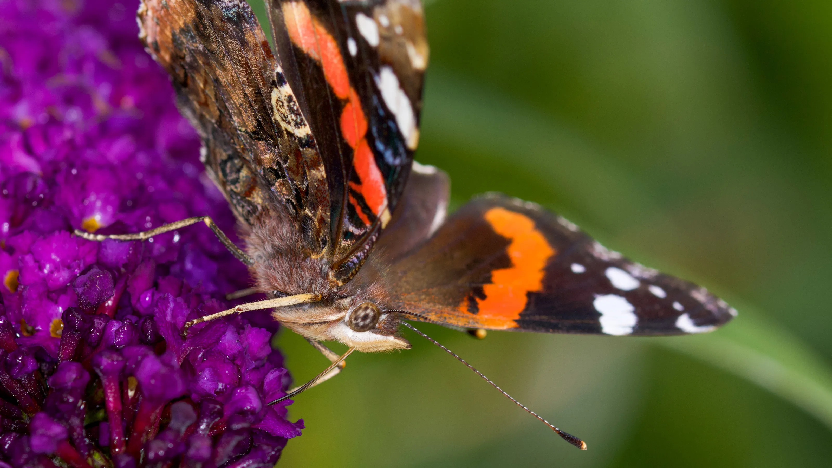 Red Admiral Butterfly
