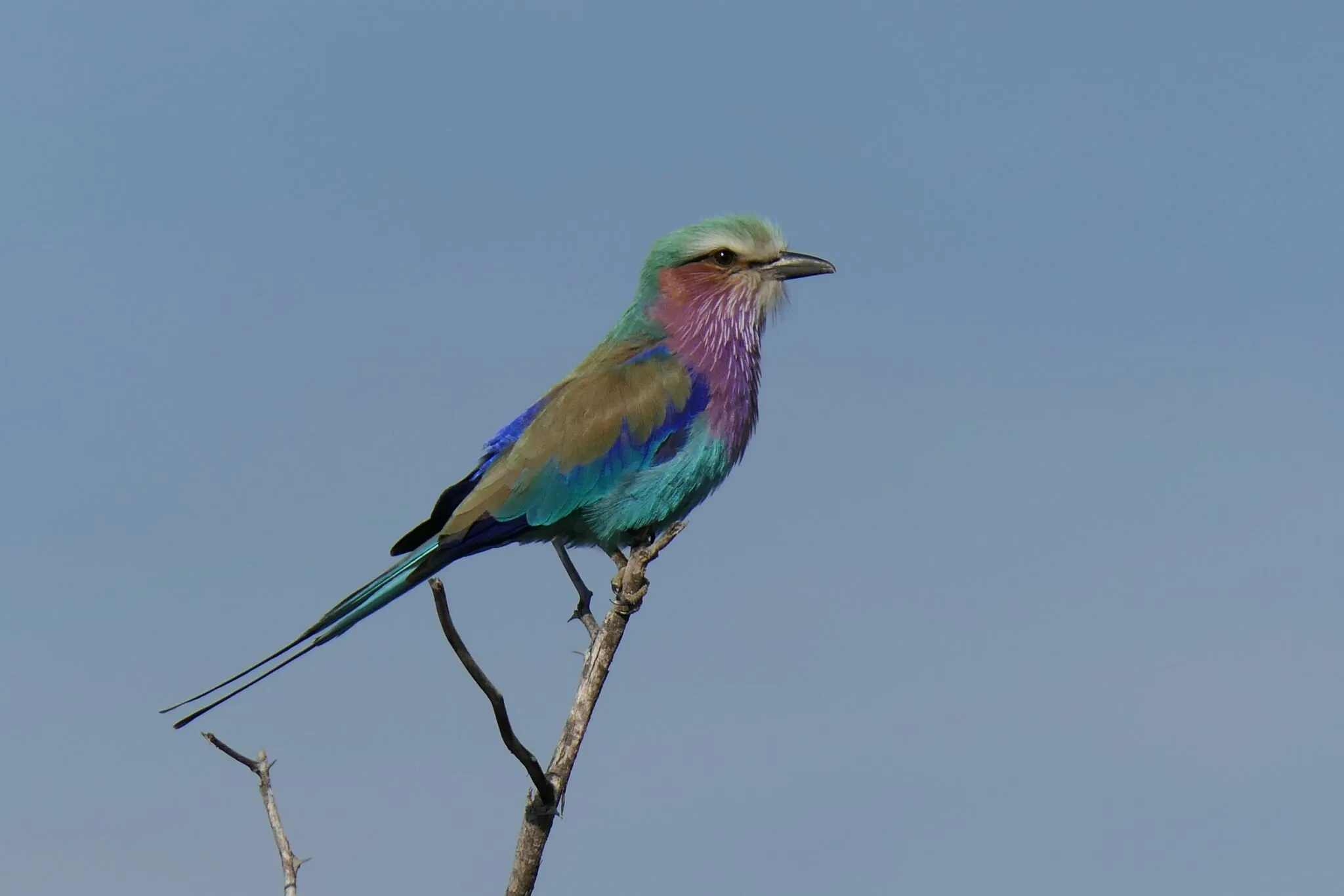 Bird