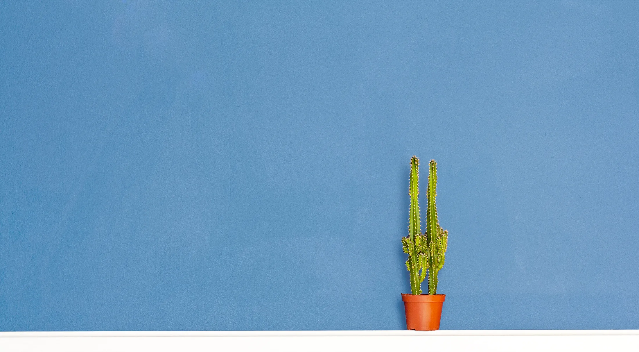 Still life with cactus