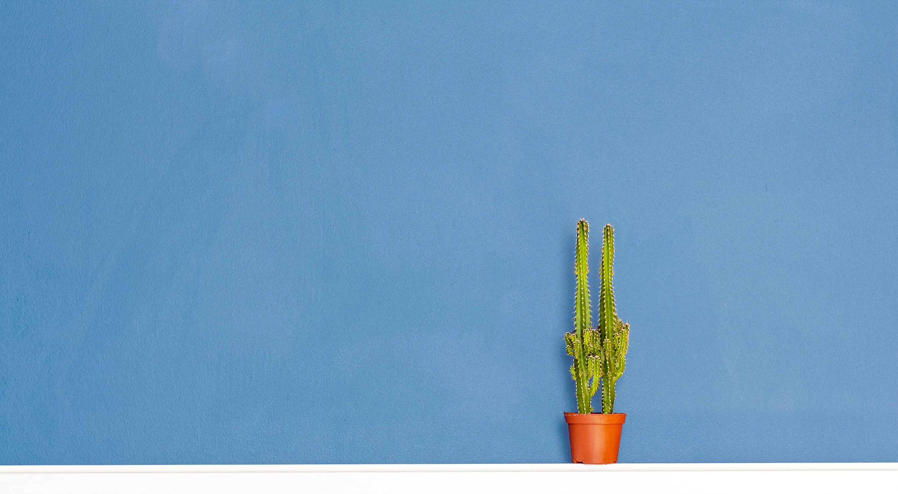 Still life with cactus
