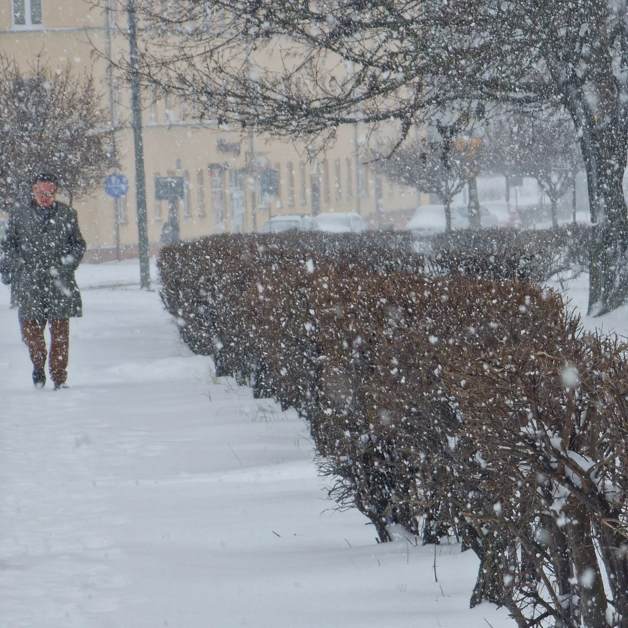 Śnieżyca