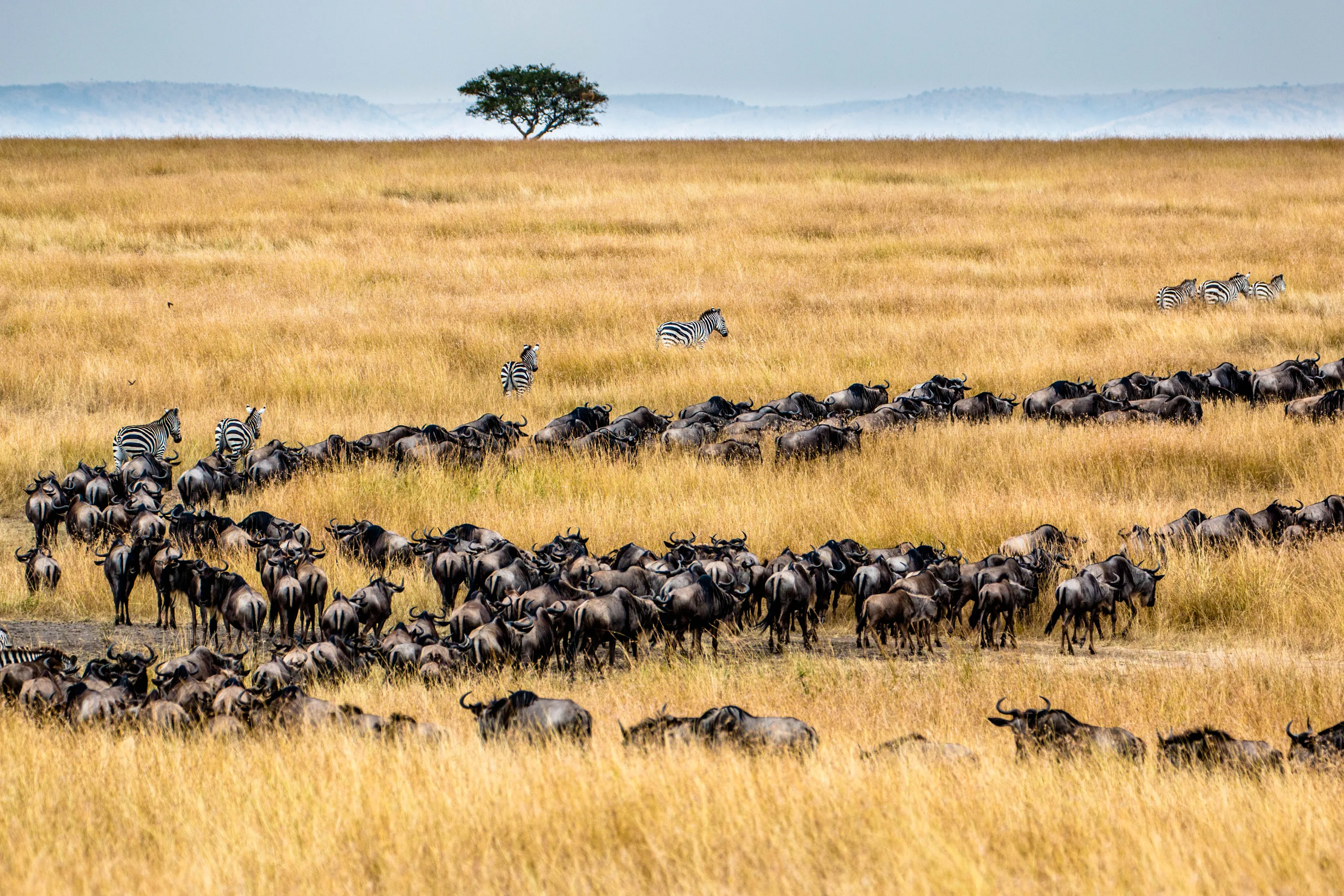 The Great Migration