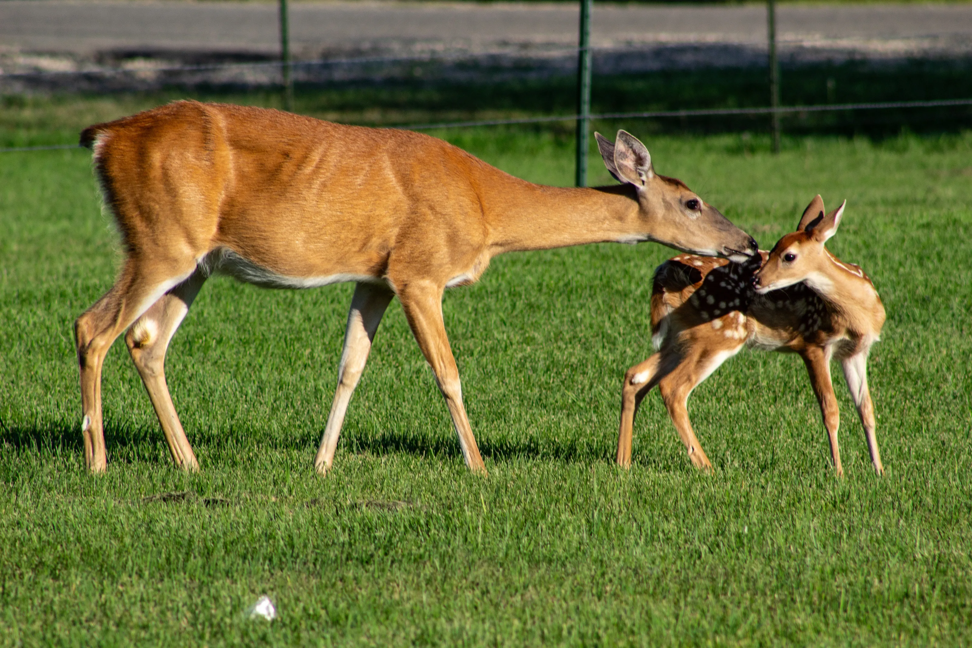 Mamma and a baby