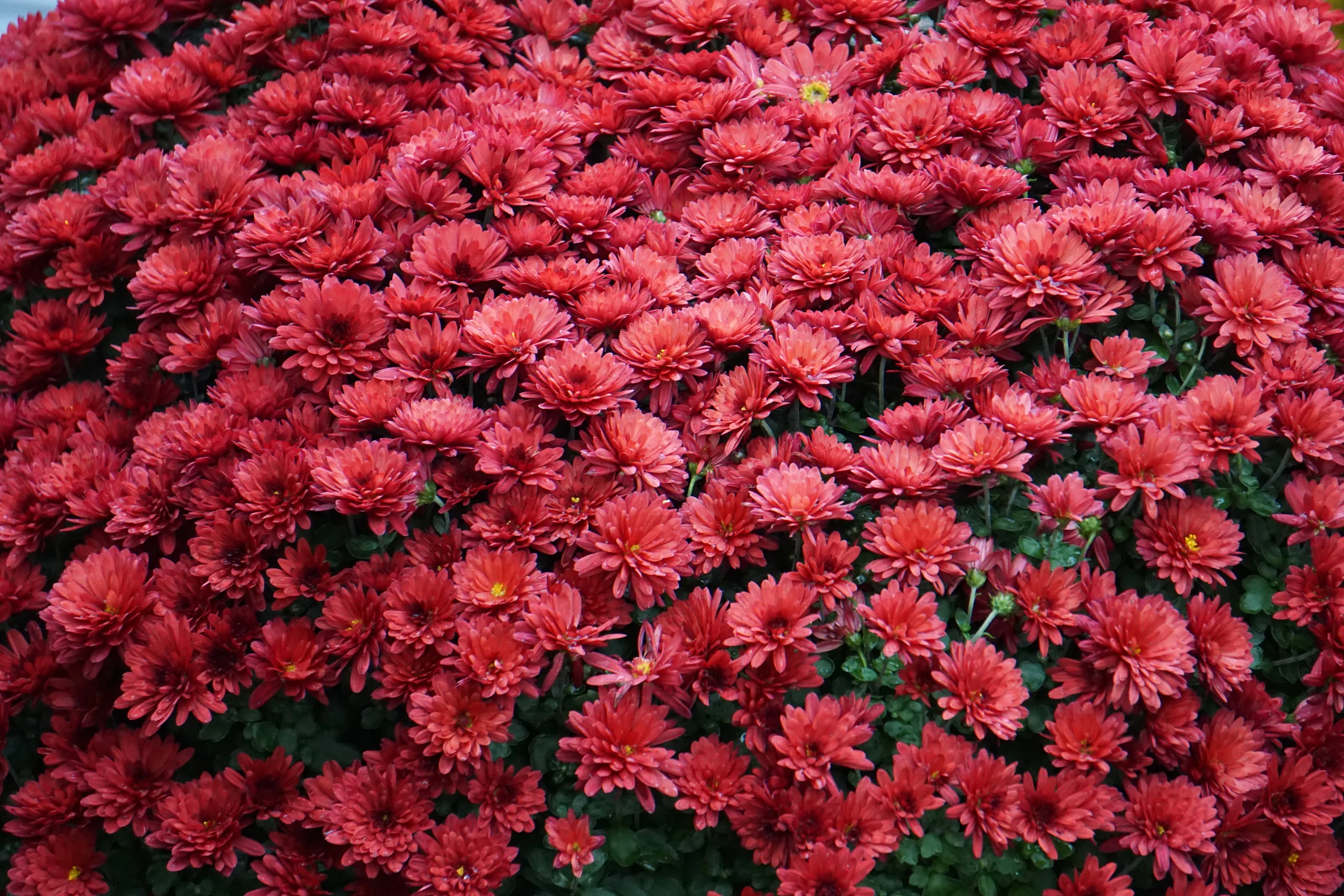 Red Chrysanthemum_By Aravind Reddy Tarugu