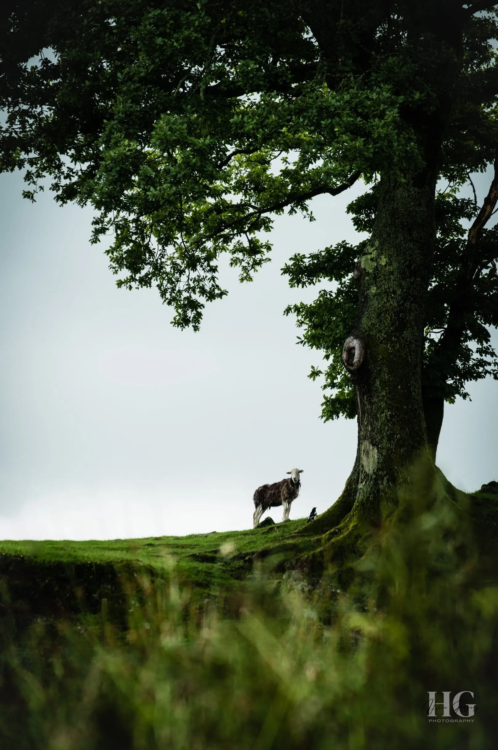 The Sheep and the Magpie