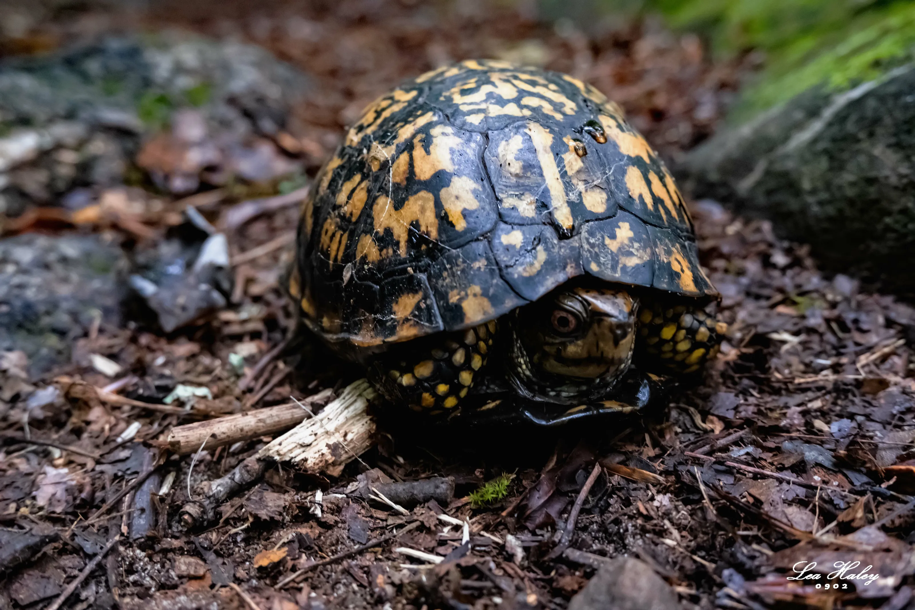Shy Turtle