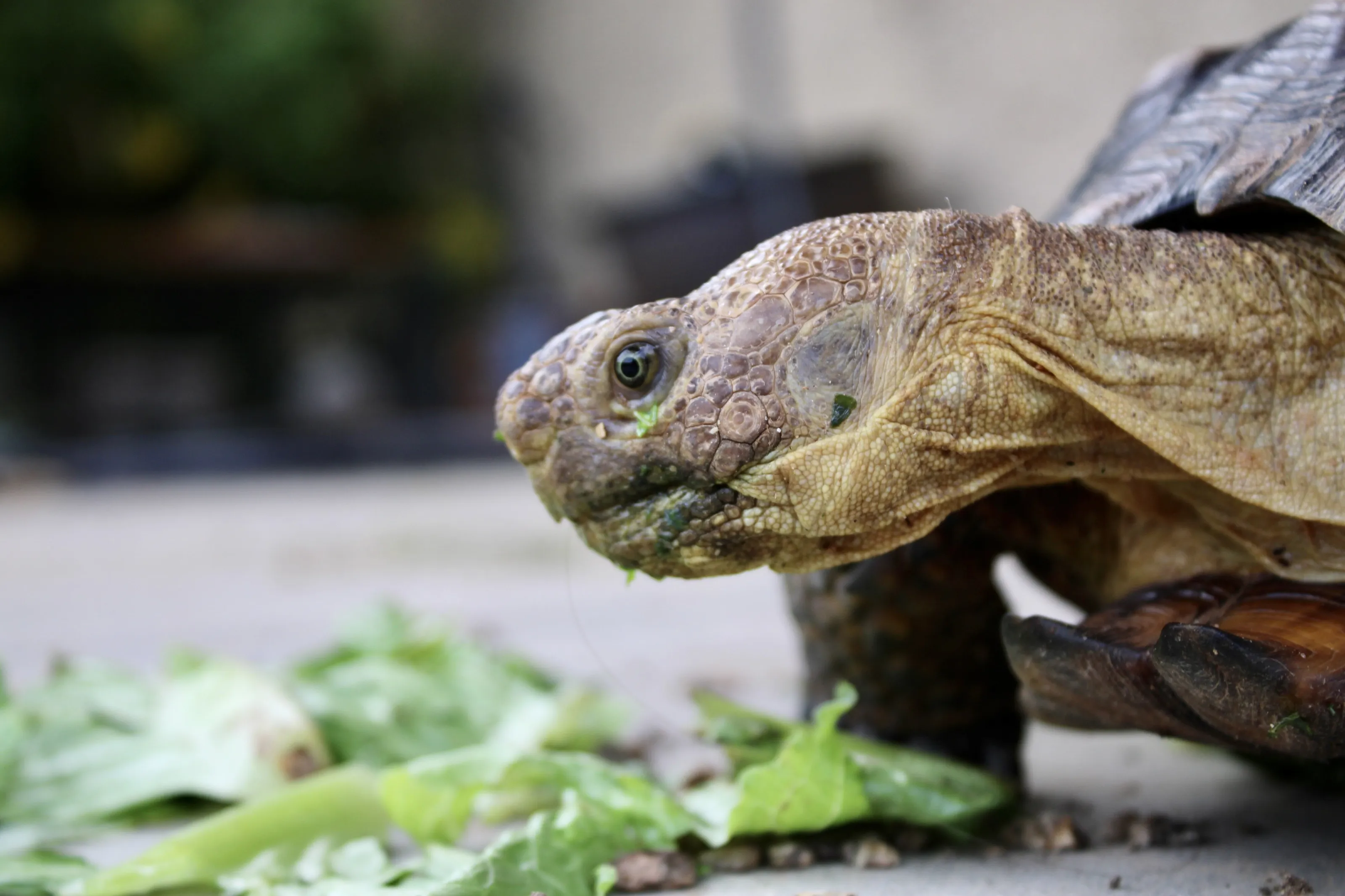 Just my desert tortoise enjoying his greens.