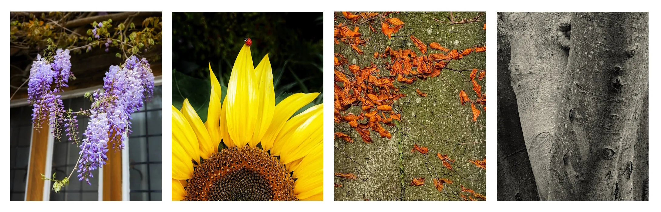 Four Seasons
