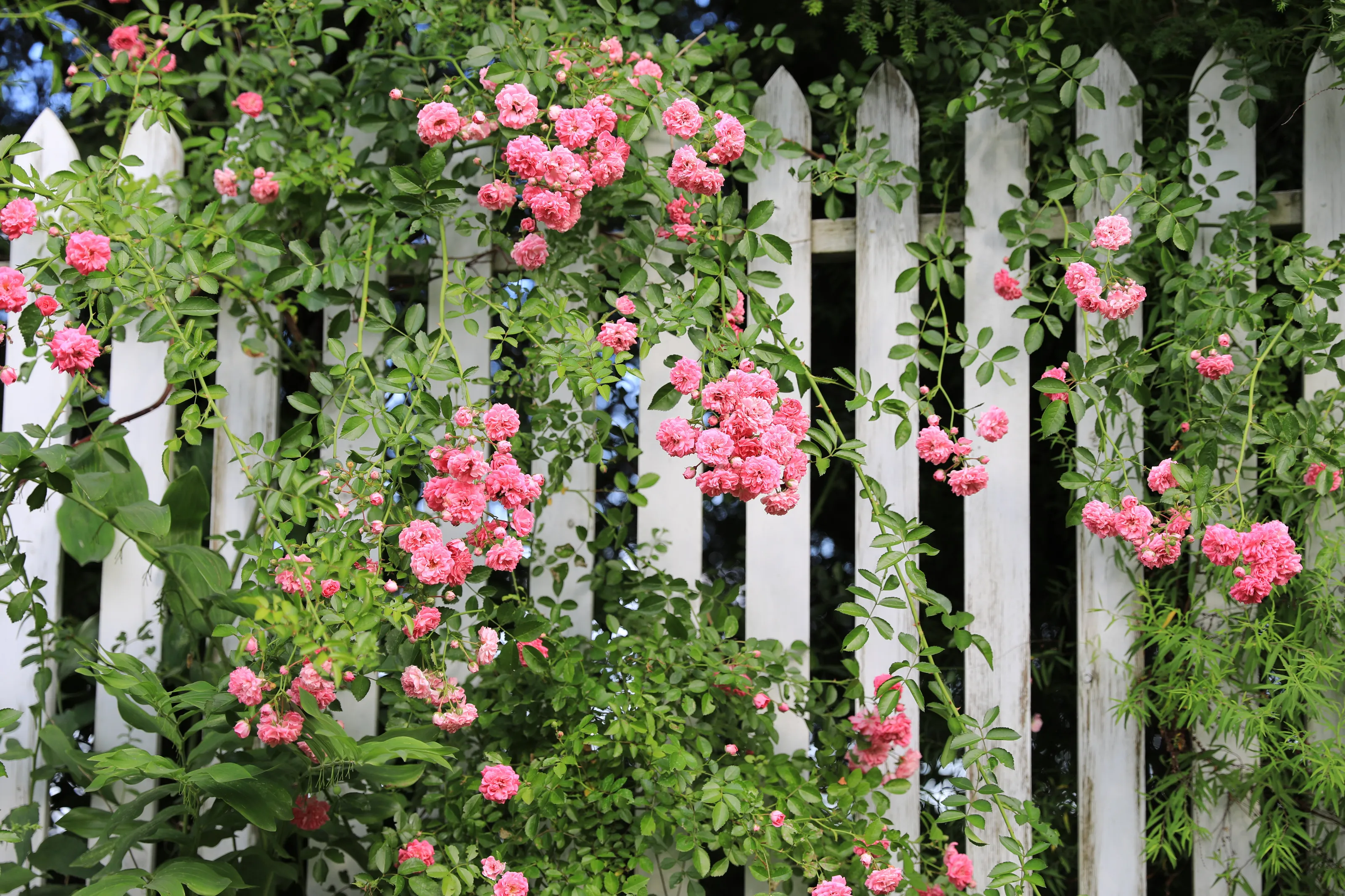 flowers