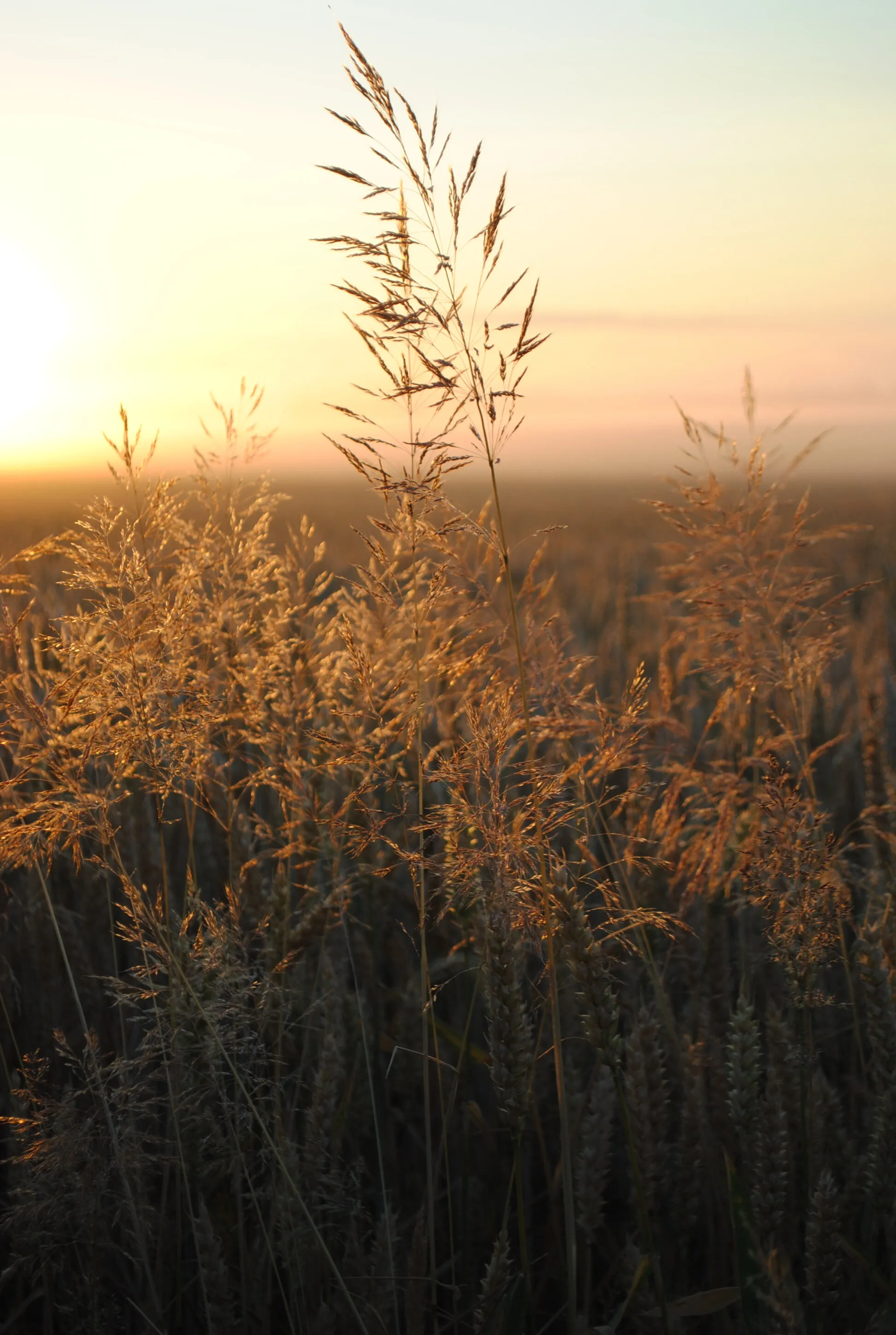 Sunrise