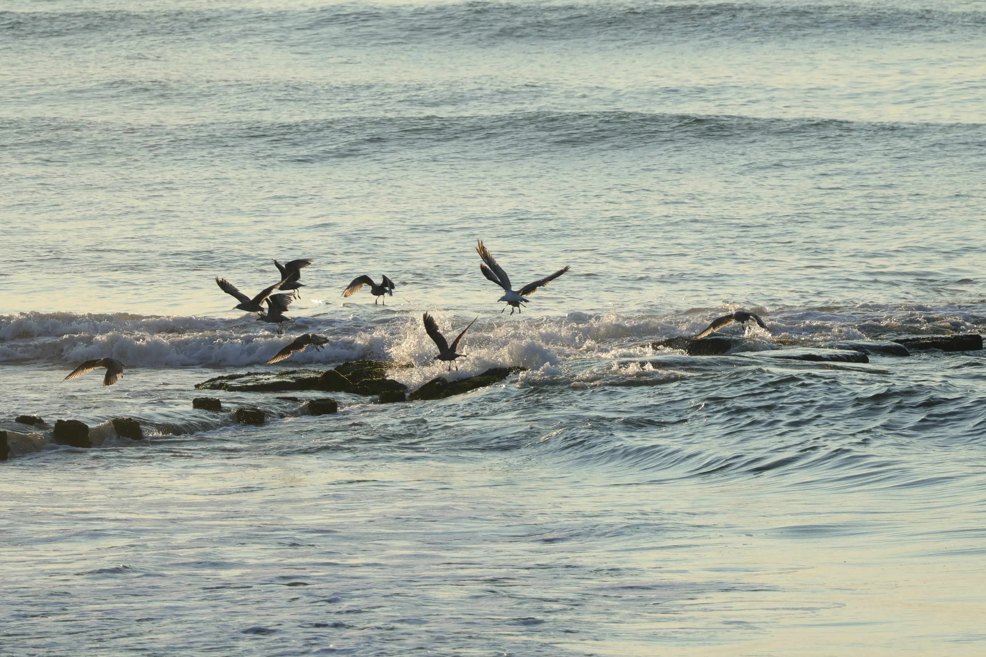 Seagull Wash