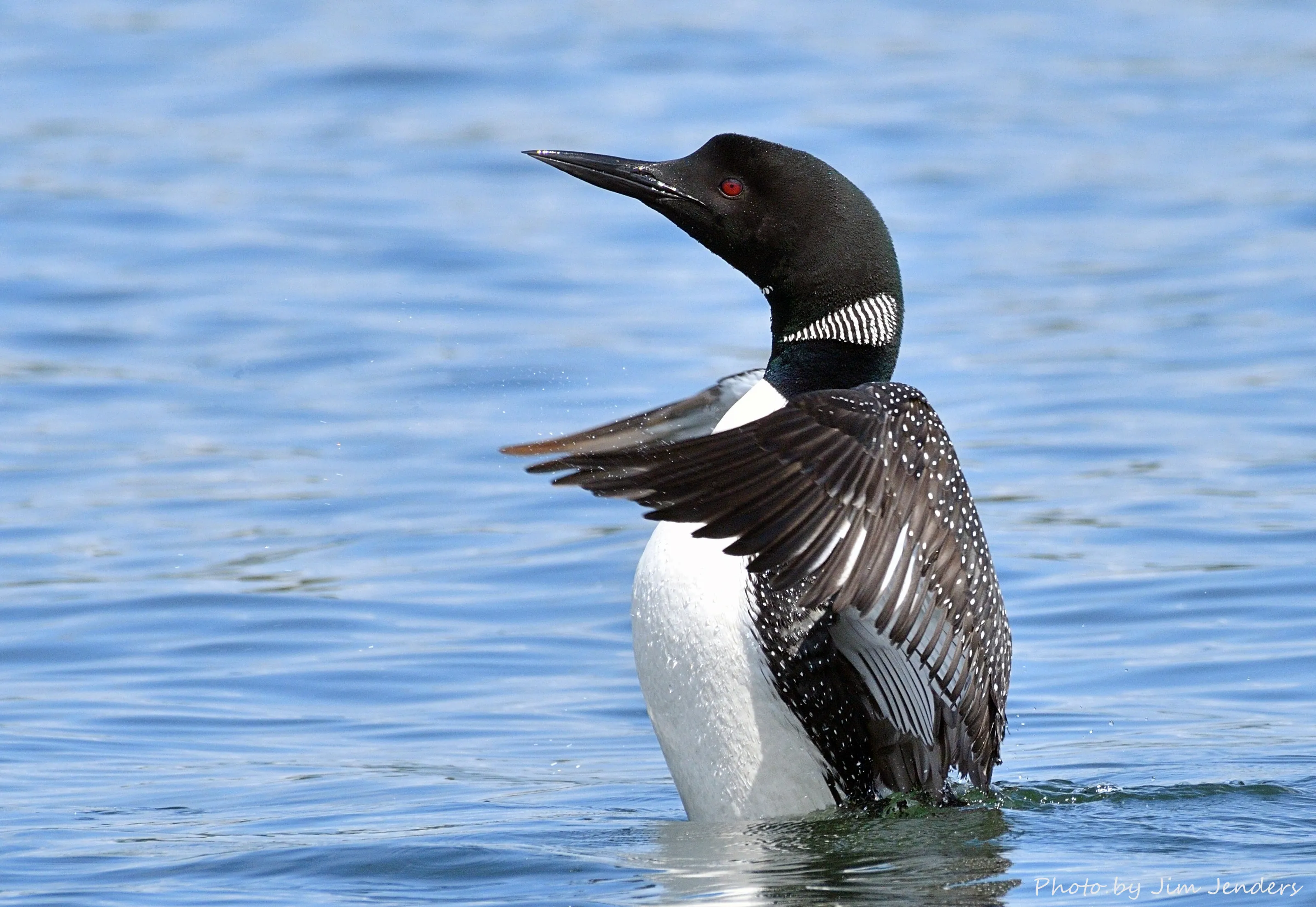 Loon going vertical