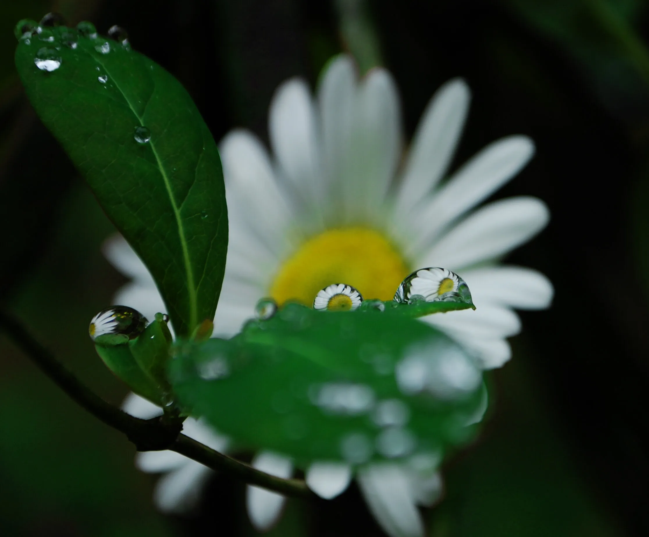 Nature's Spyglass