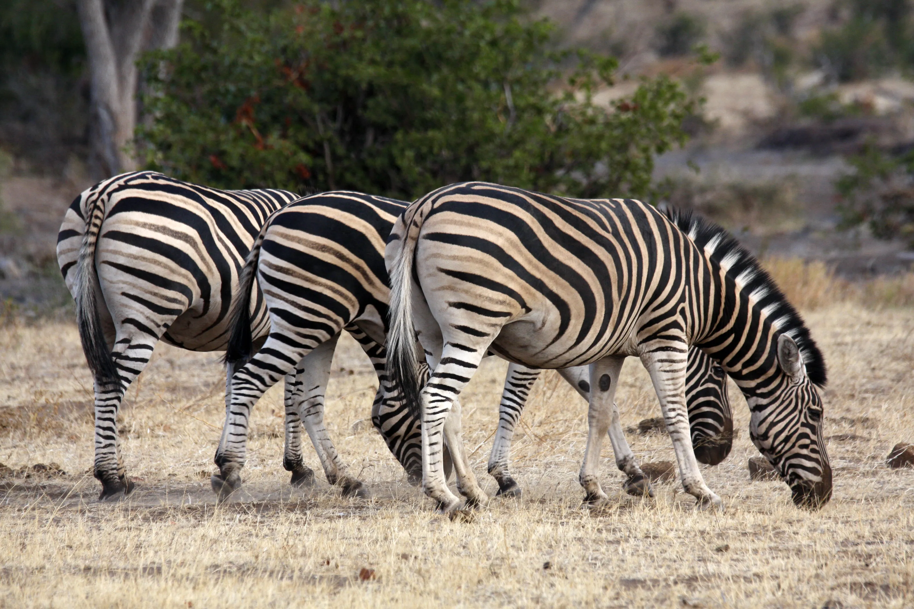 Stripes galore!