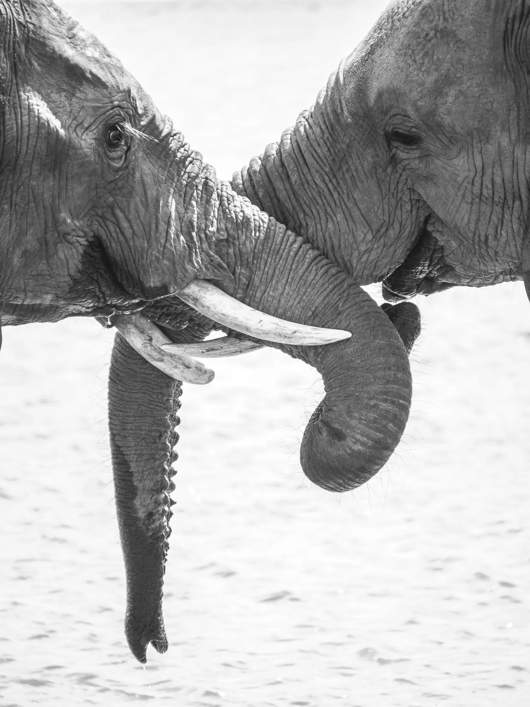 Elephant Kisses