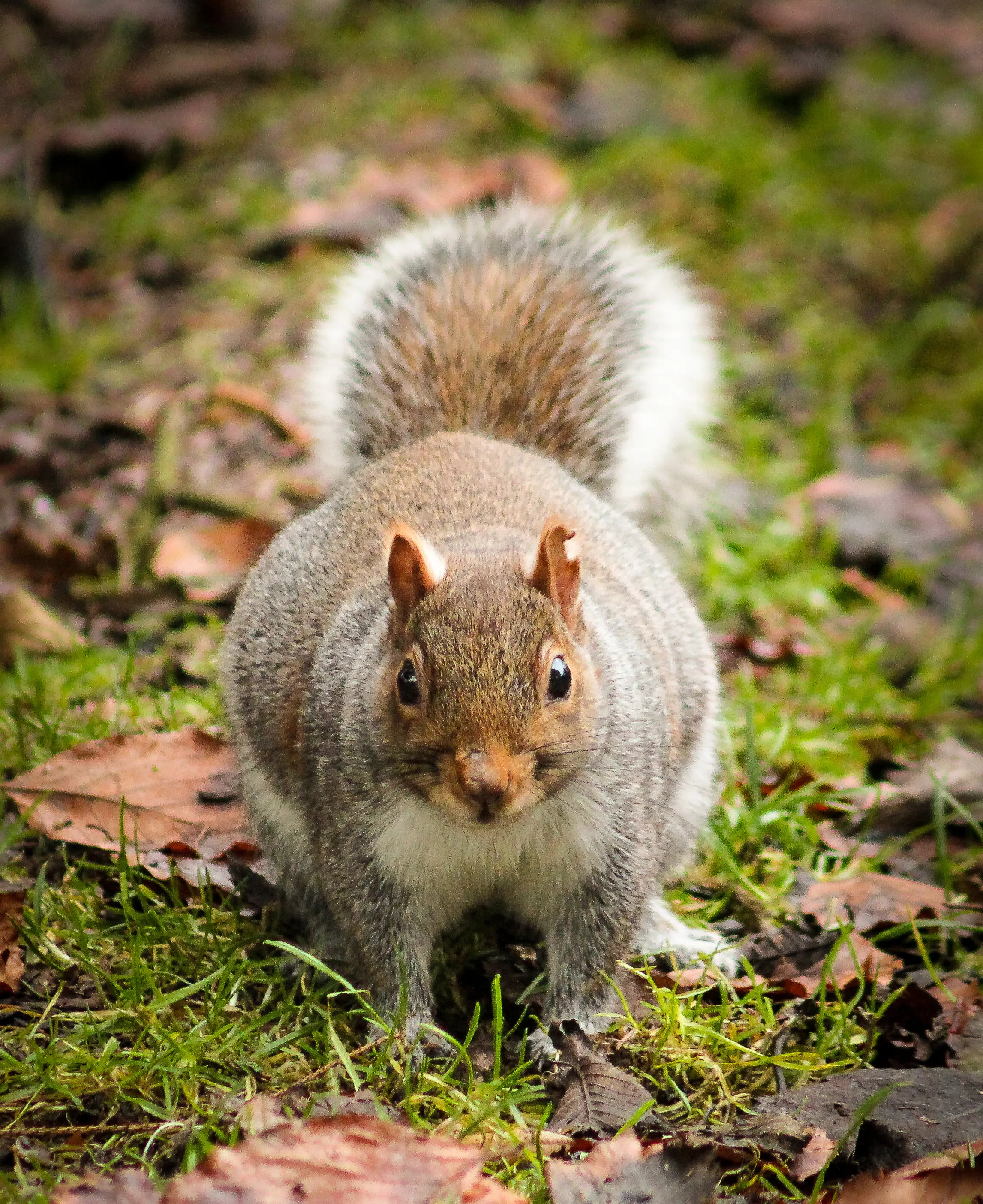 Squirrel