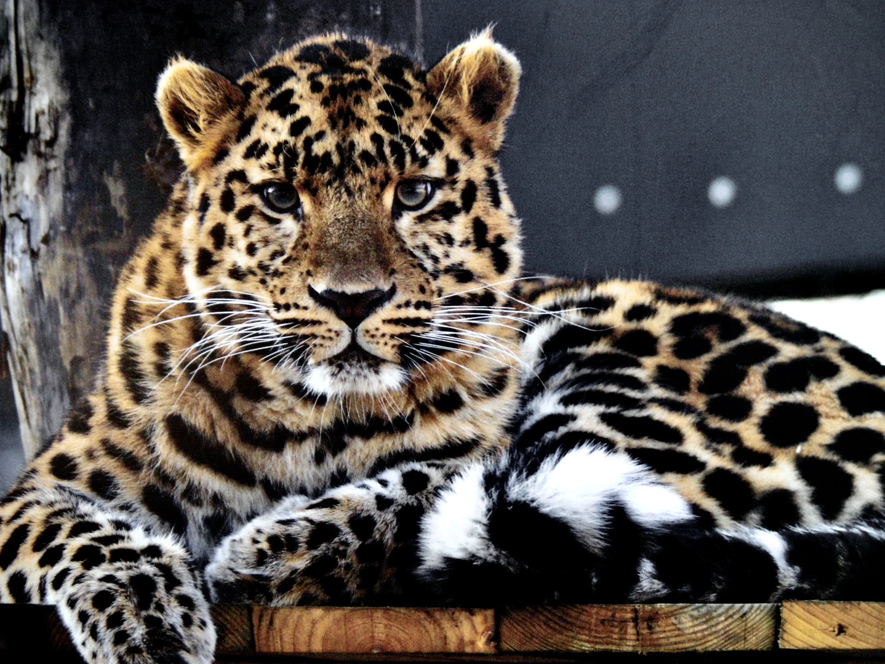 Stare down the prey