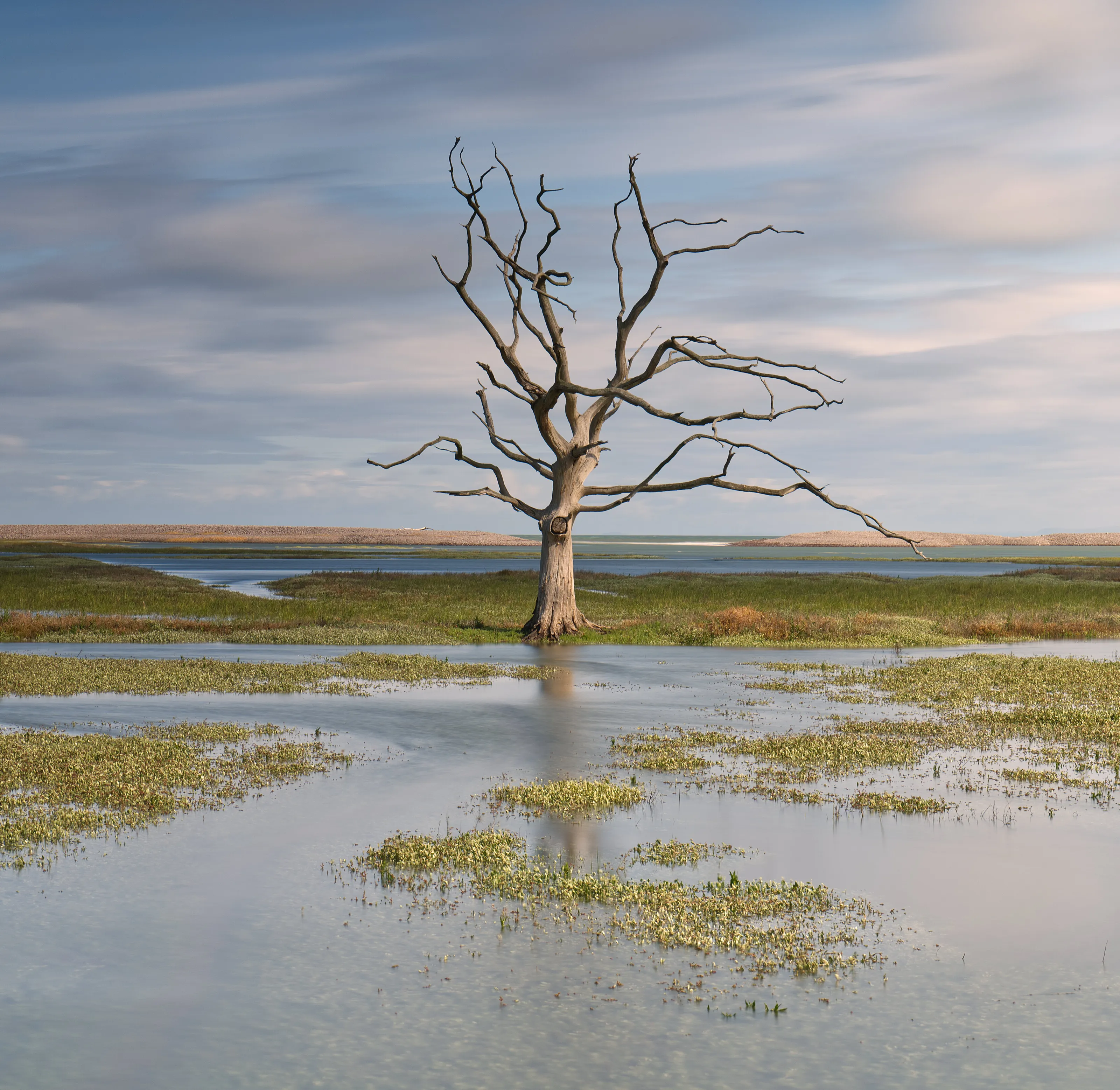 Bare Tree