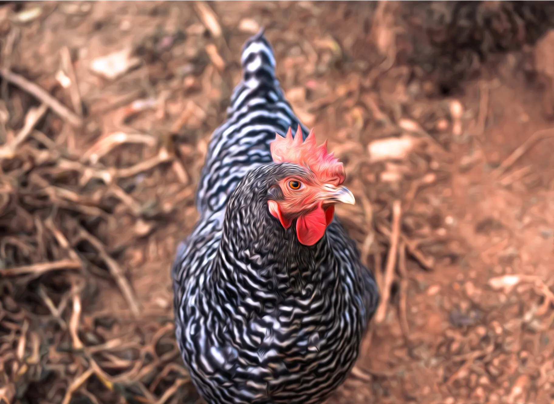 Barred rock hen