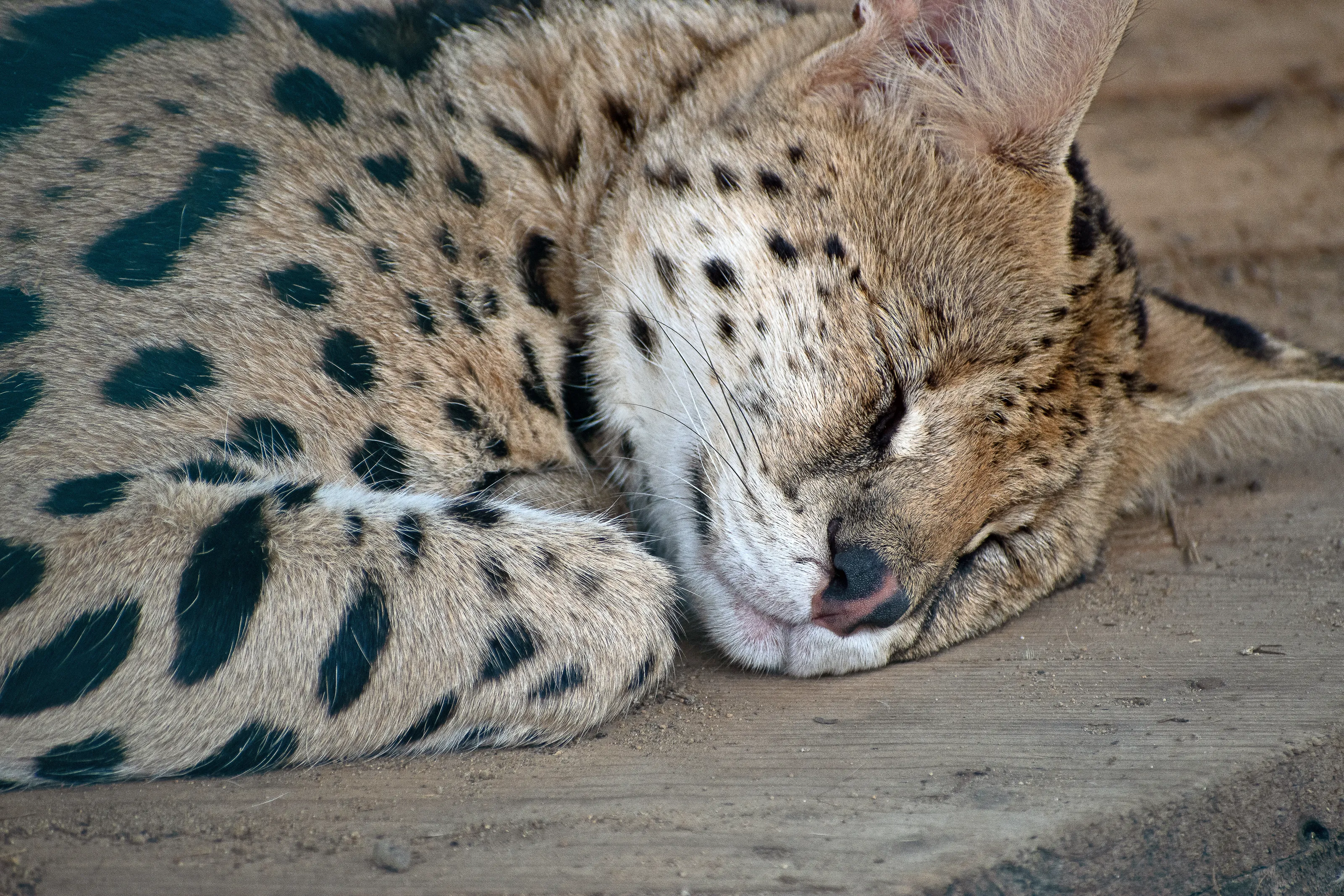 sleeping
