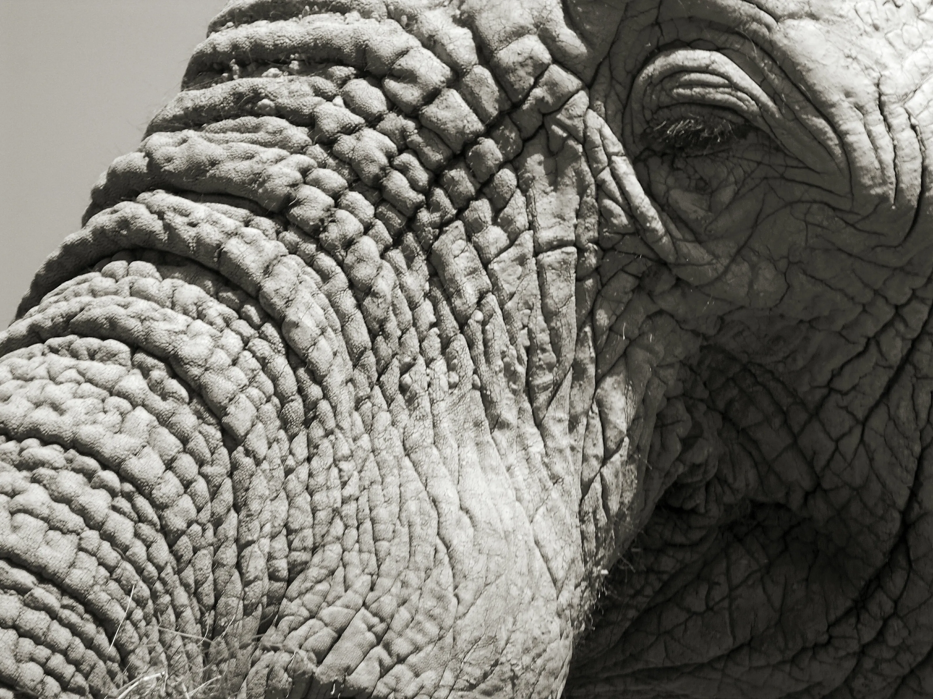 The Sad Elephant